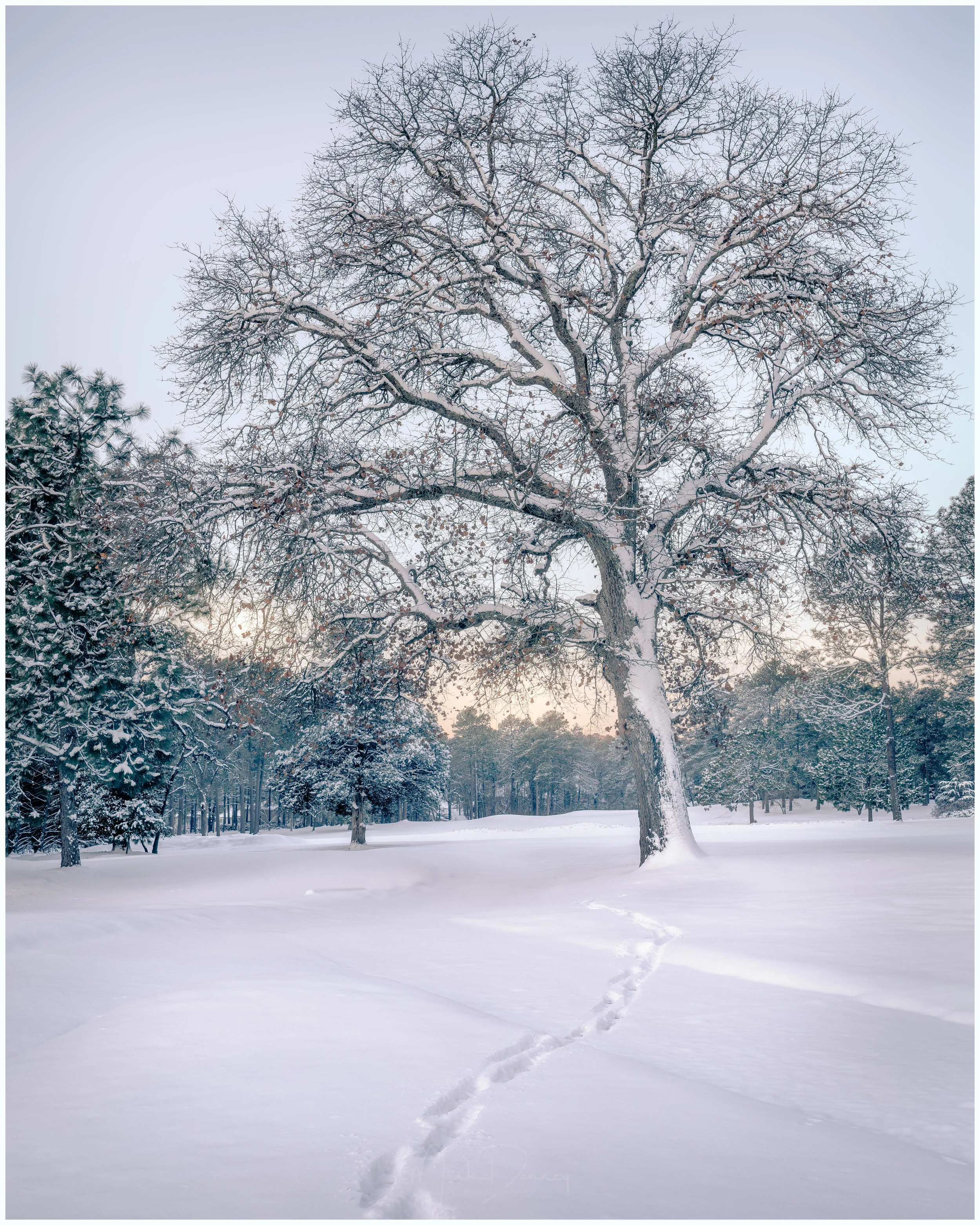 WinterTreeWebsite.jpg