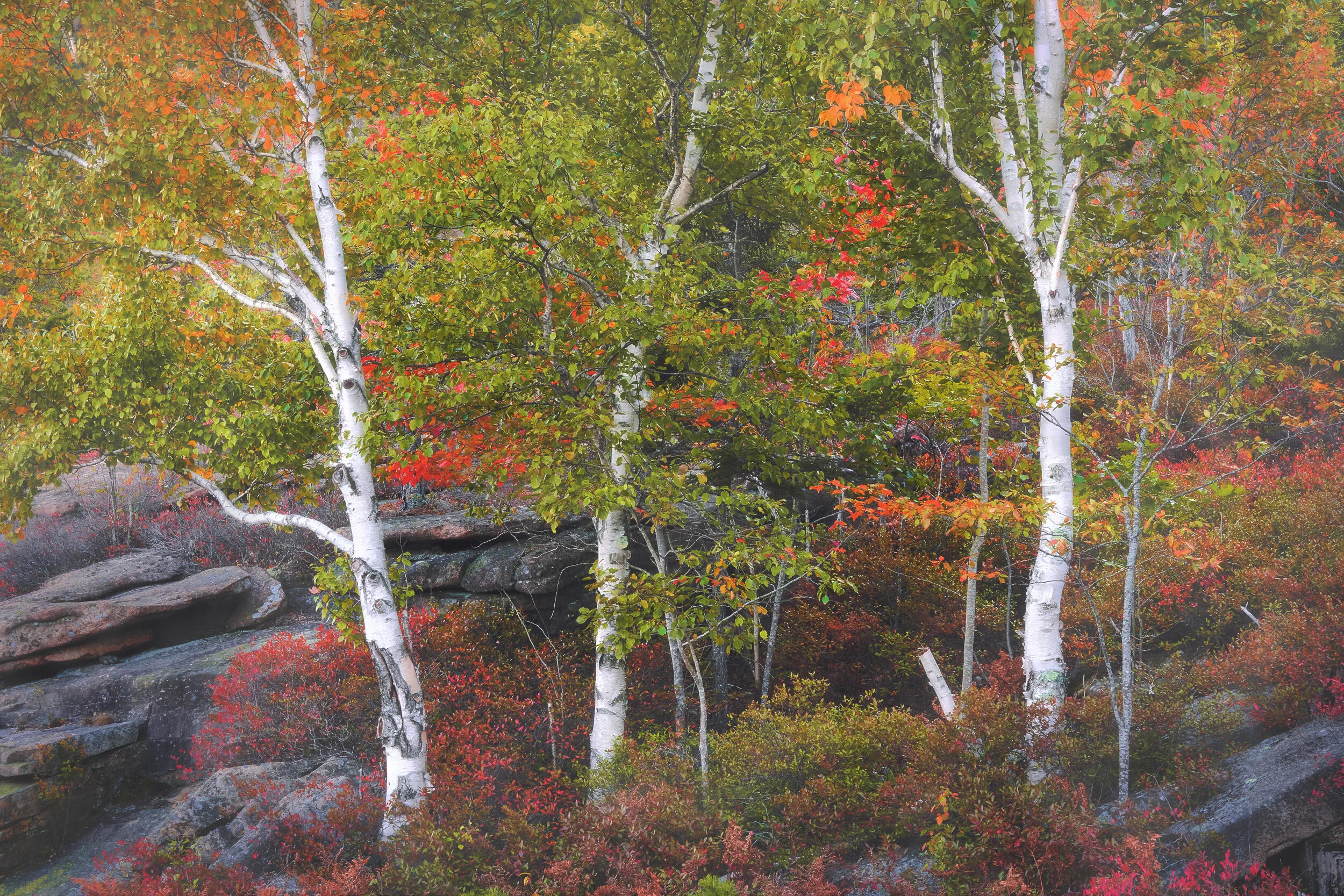 ThreeTreesW.jpg