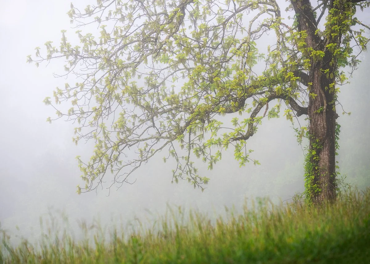 Smoky Tree Facebook.jpg