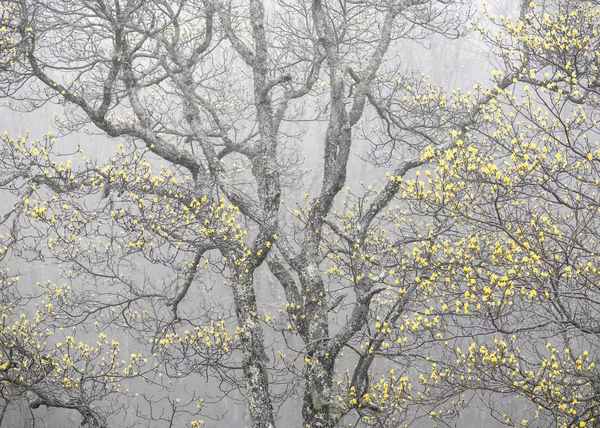 Smoky Blooms Facebook.jpg