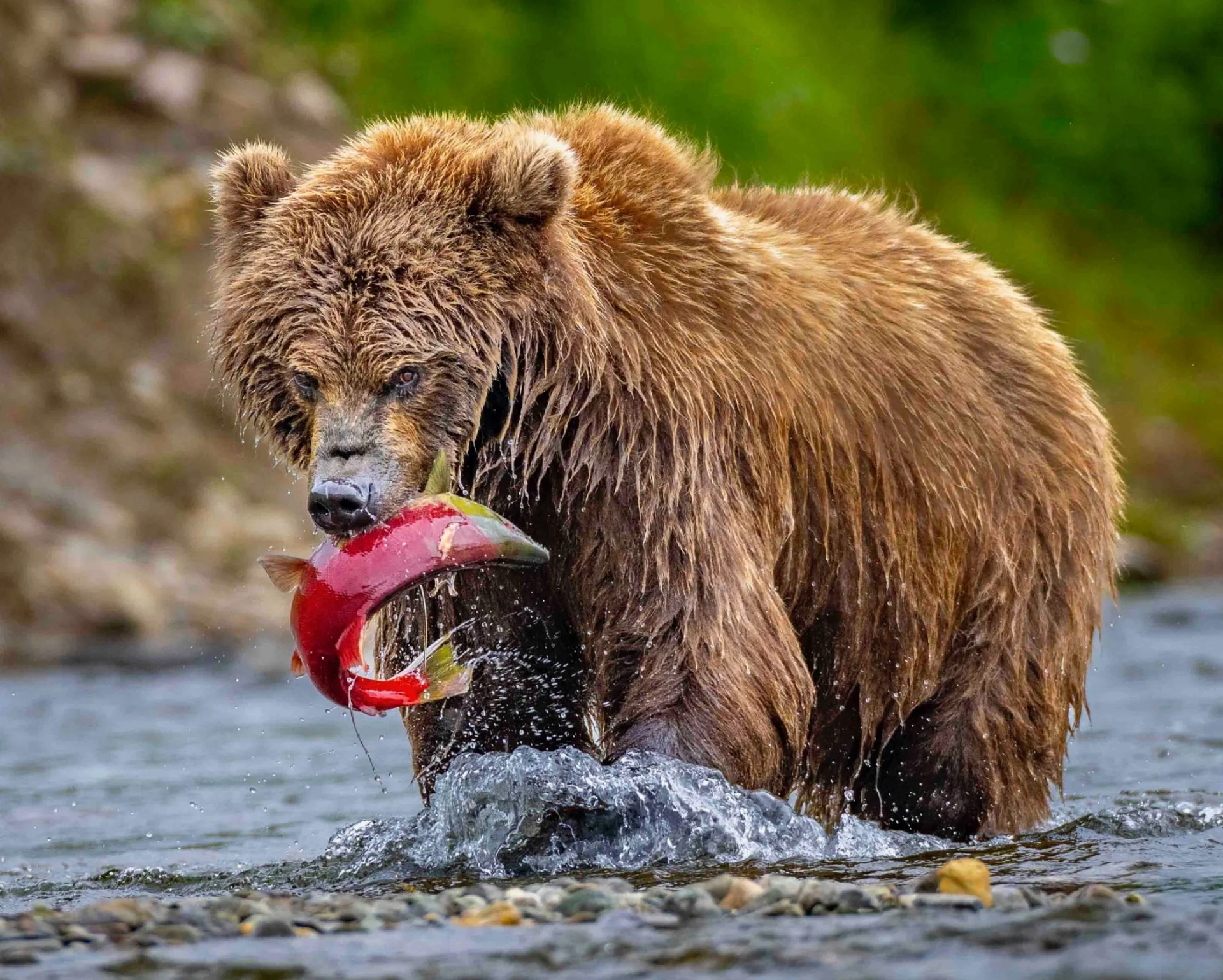 Katmai Alaska Photo Tour July 2027 (COMING SOON)