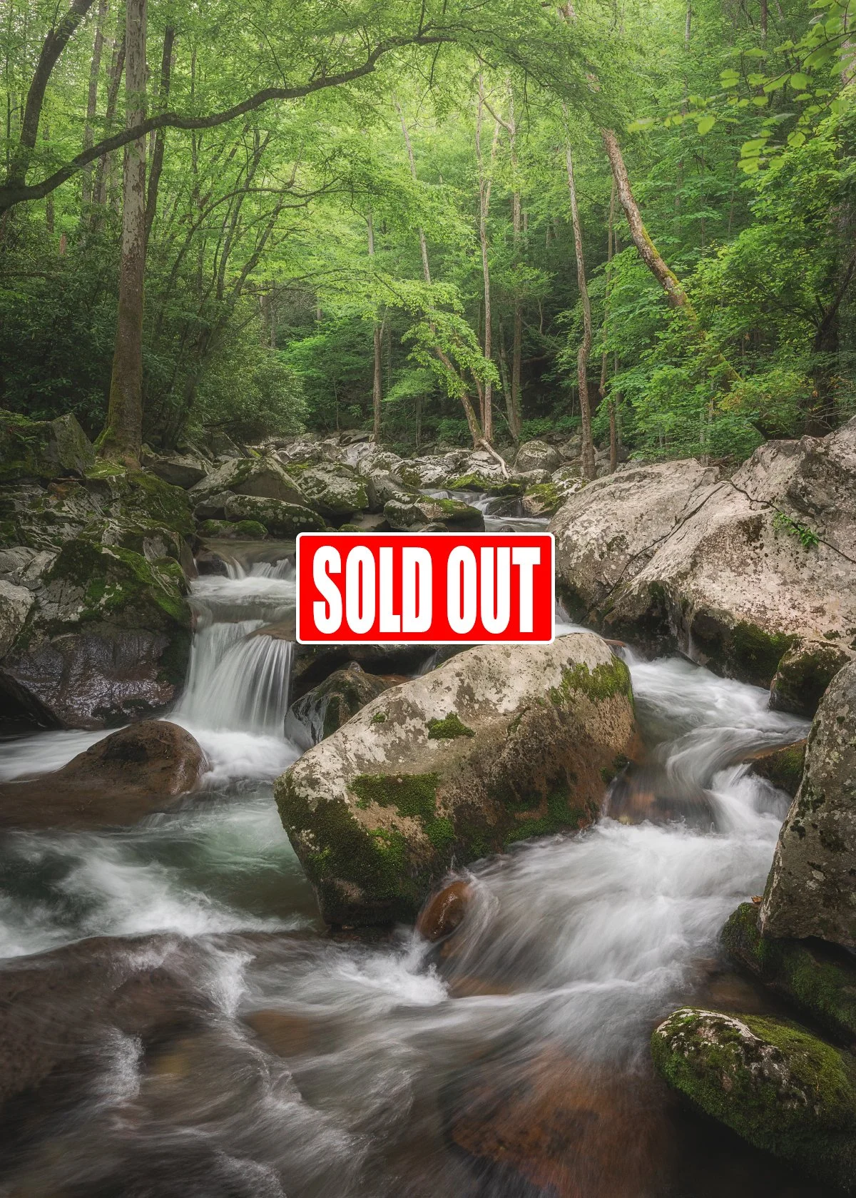 Great Smoky Mountains Spring Photo Tour May 5 - May 10, 2026 (SOLD OUT)