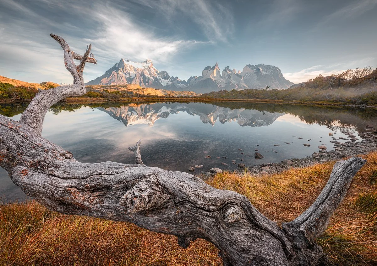Patagonia Branches Facebook.jpg