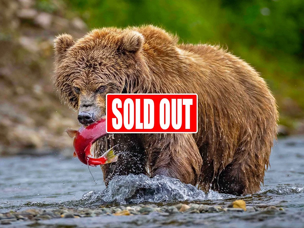 Katmai Alaska Photo Tour July 20 - 23, 2027 (SOLD OUT)