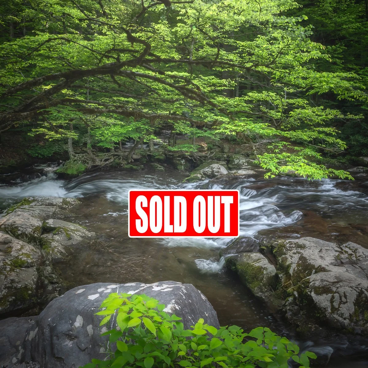 Great Smoky Mountains Spring Photo Tour May 8 - May 13, 2027 (SOLD OUT)
