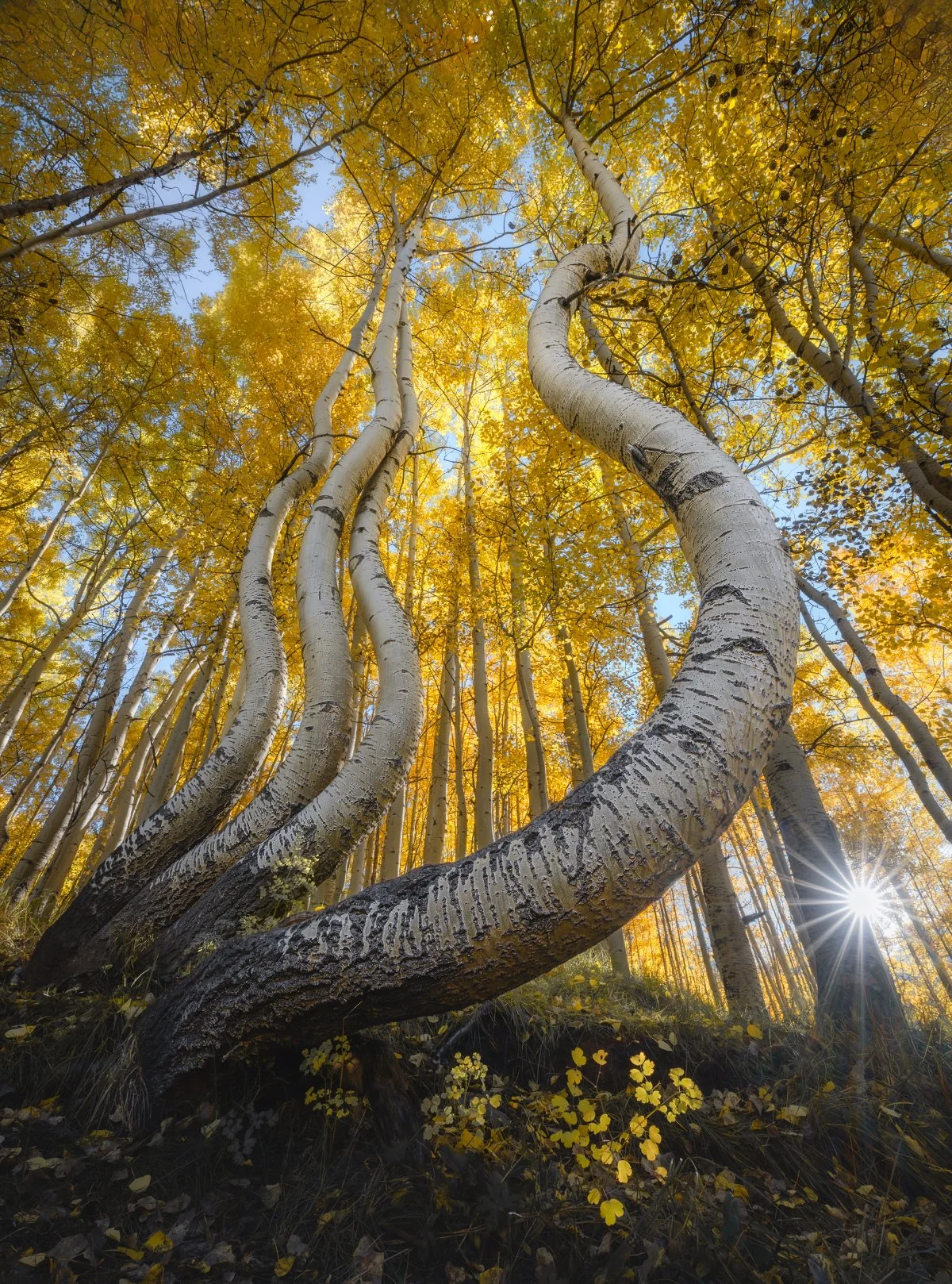 Dancing Aspens HD Revised_1200x1618_U_100_Facebook.jpg