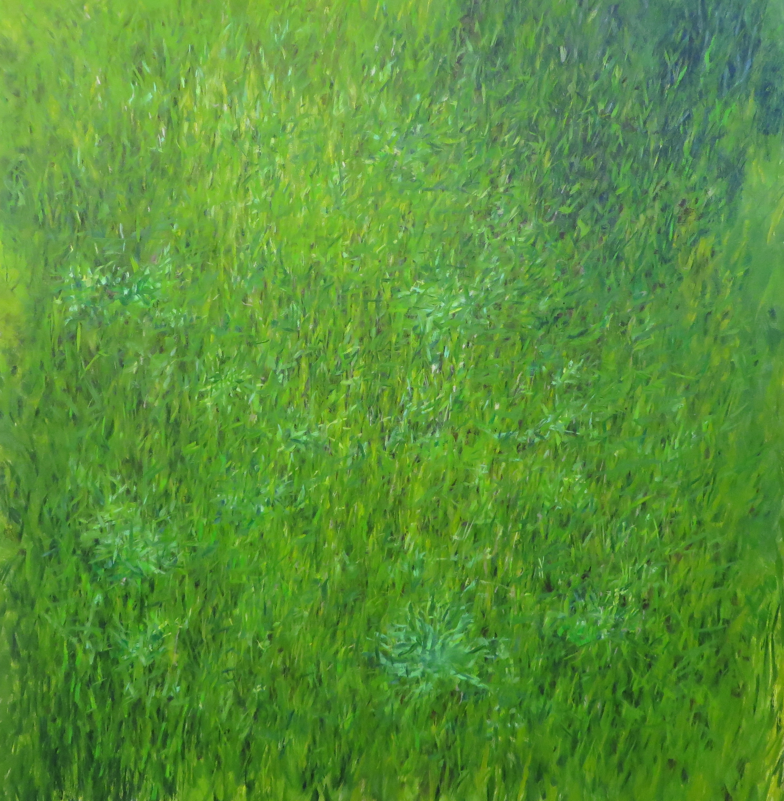 Grass all over, 2015