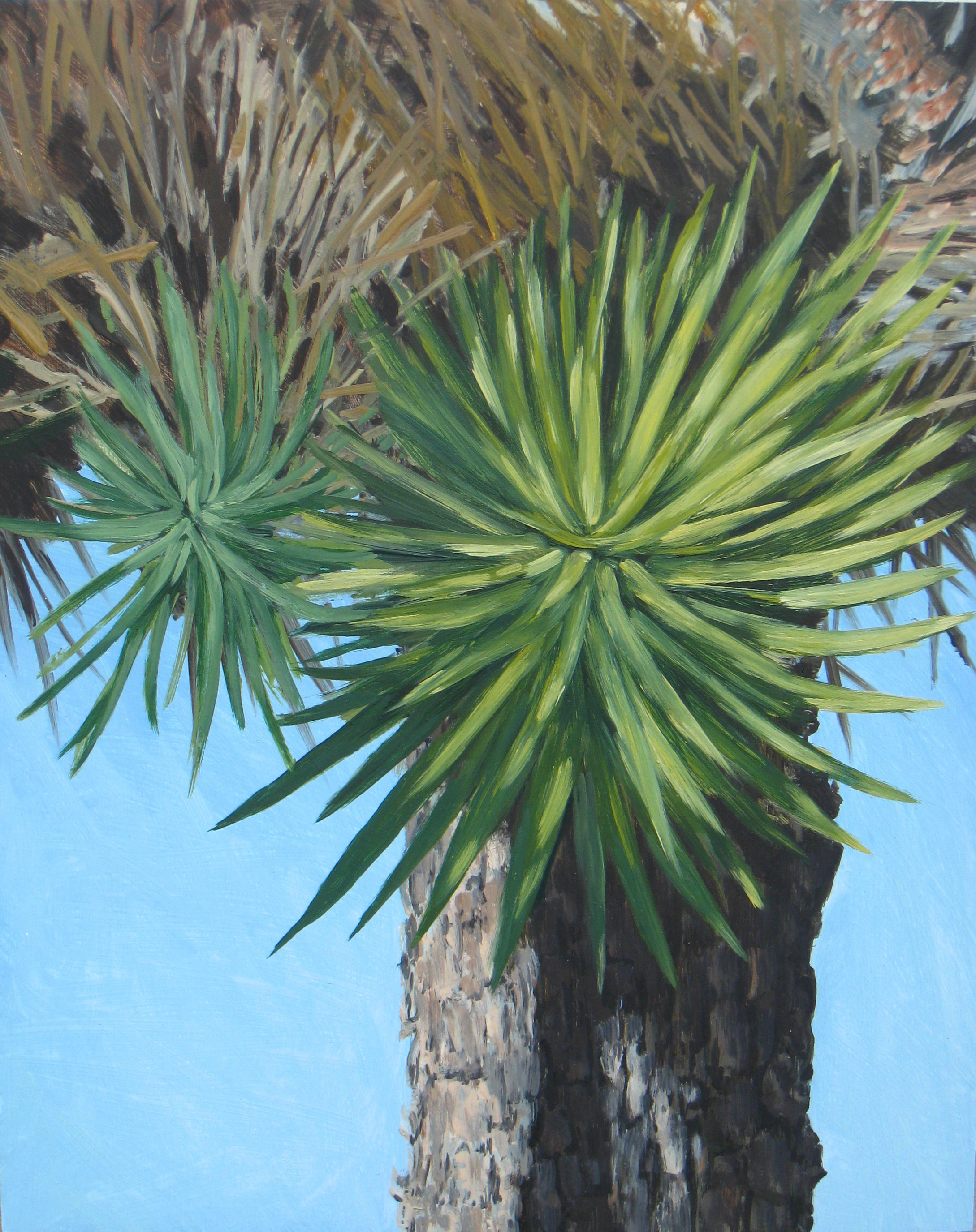 Joshua Tree 4, 2008