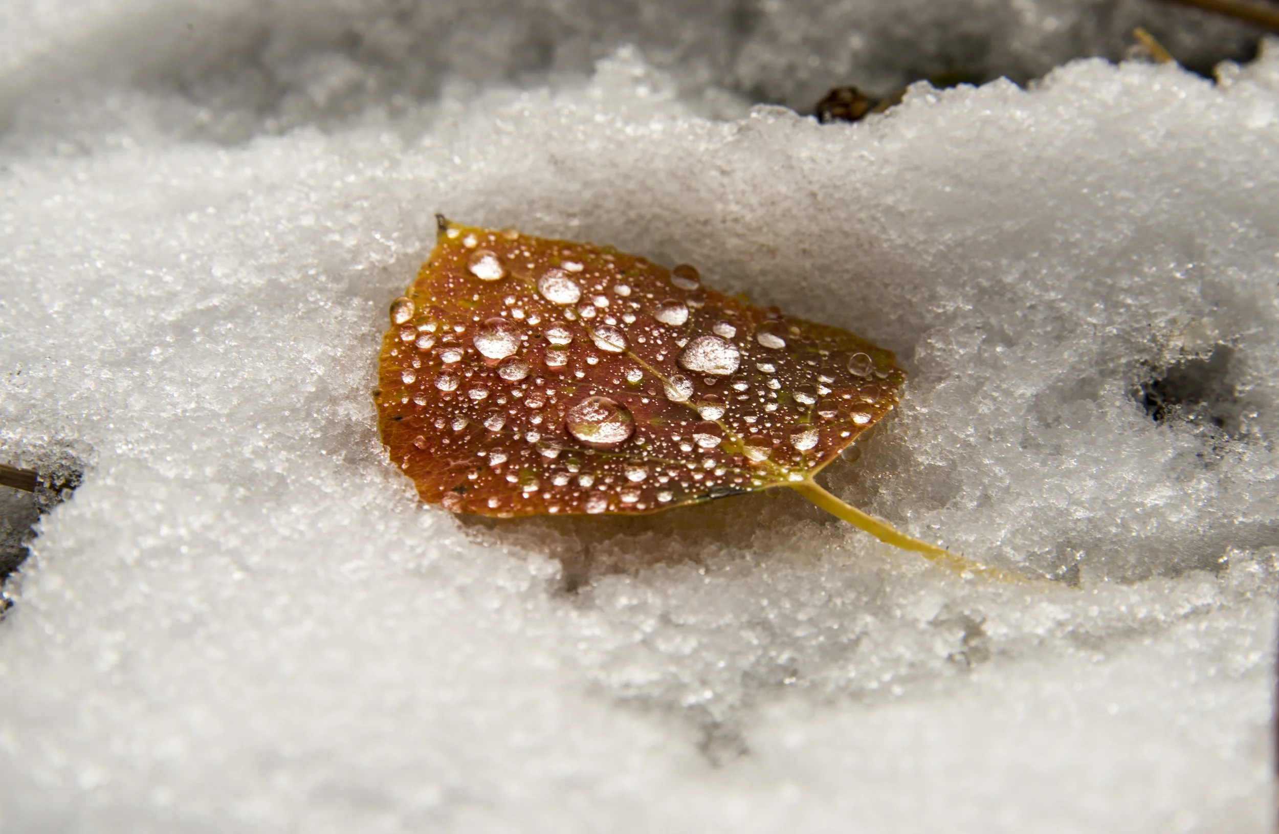 Aspen Leaf in First Snow