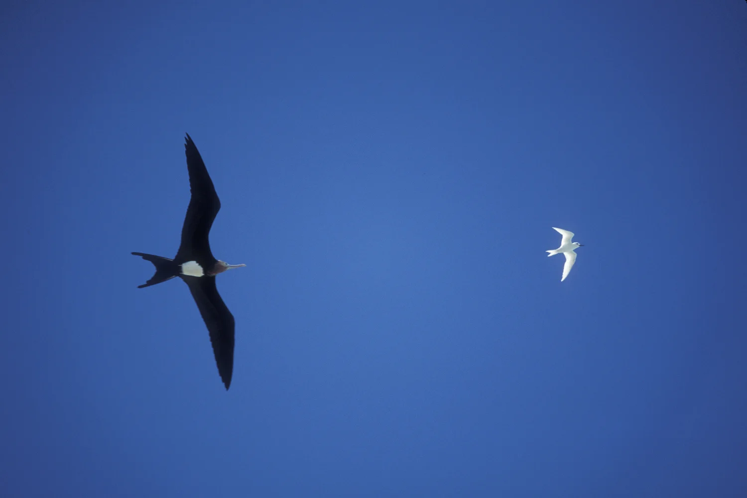 frigate chasing tern sm.jpg