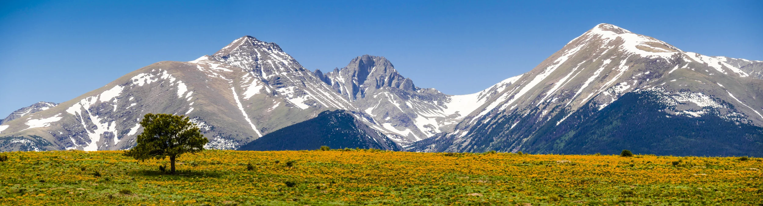 Mountain Meadow, Lone Tree.jpg