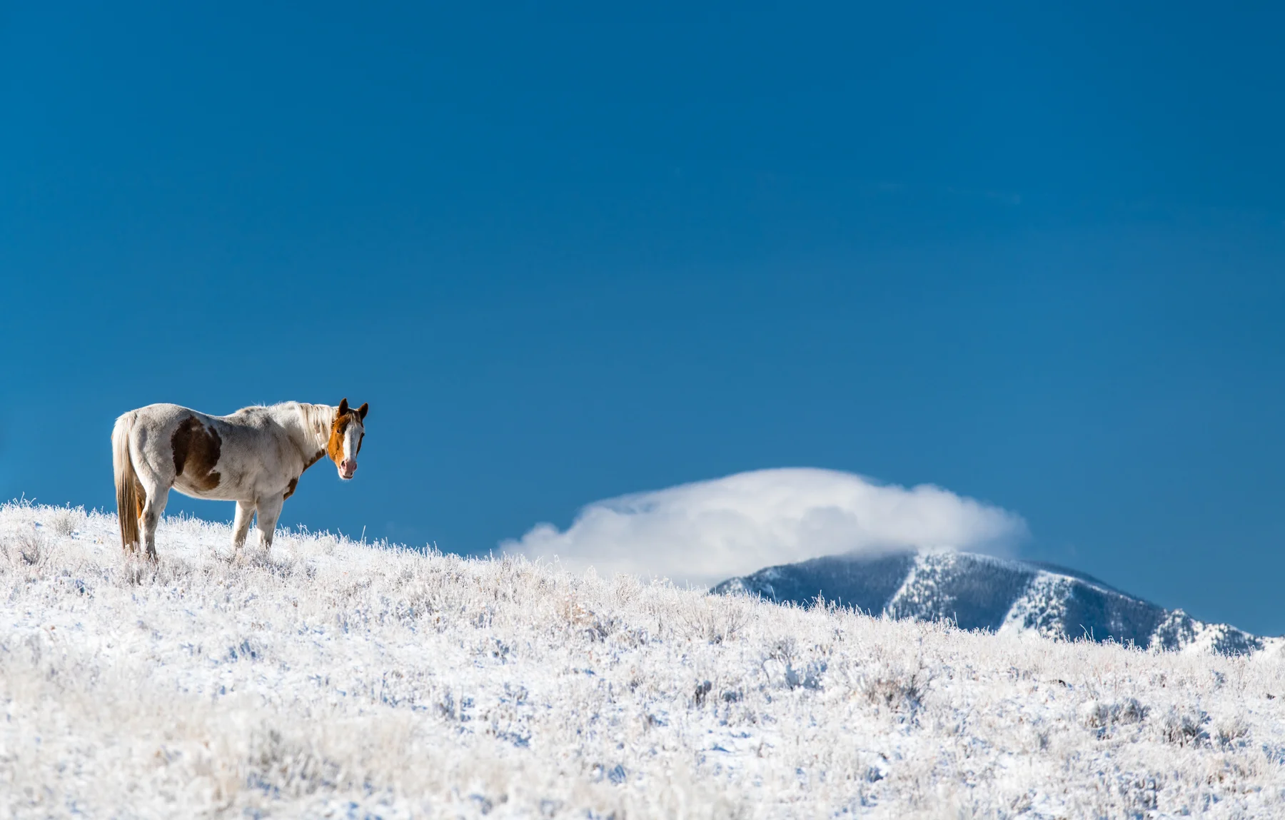 Lone Horse on Snowy Hills