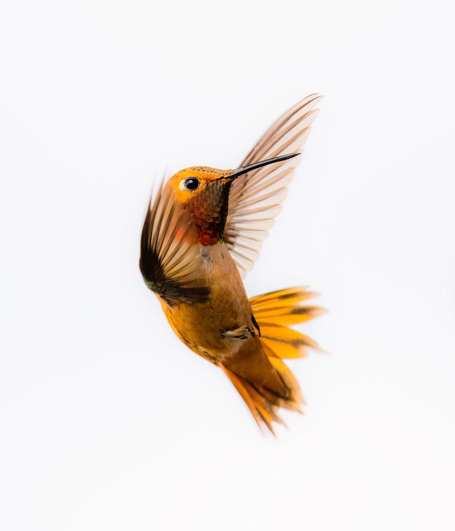 Hummingbird Close Up 1 SV web.jpg