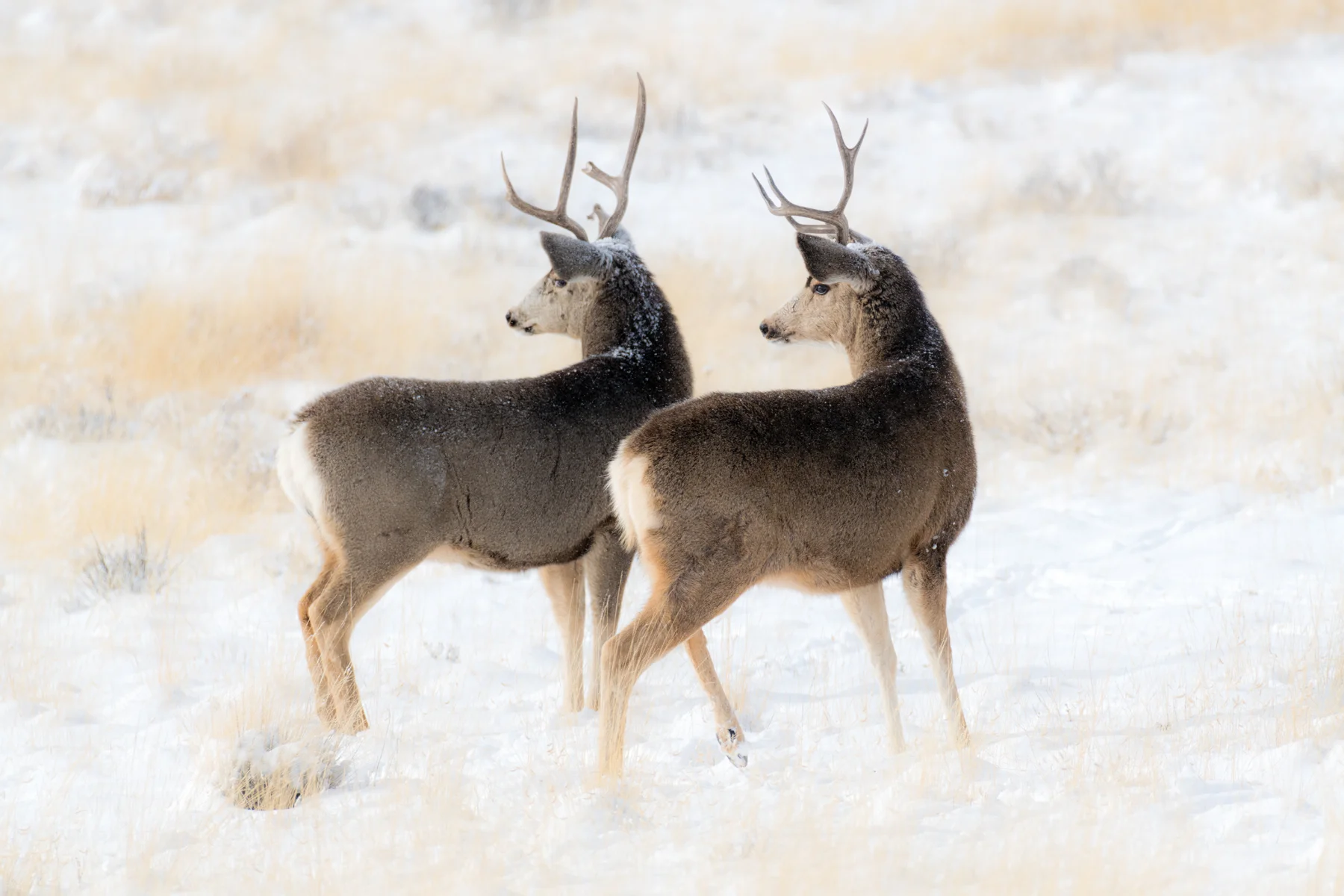 Two Bucks Looking II web.jpg