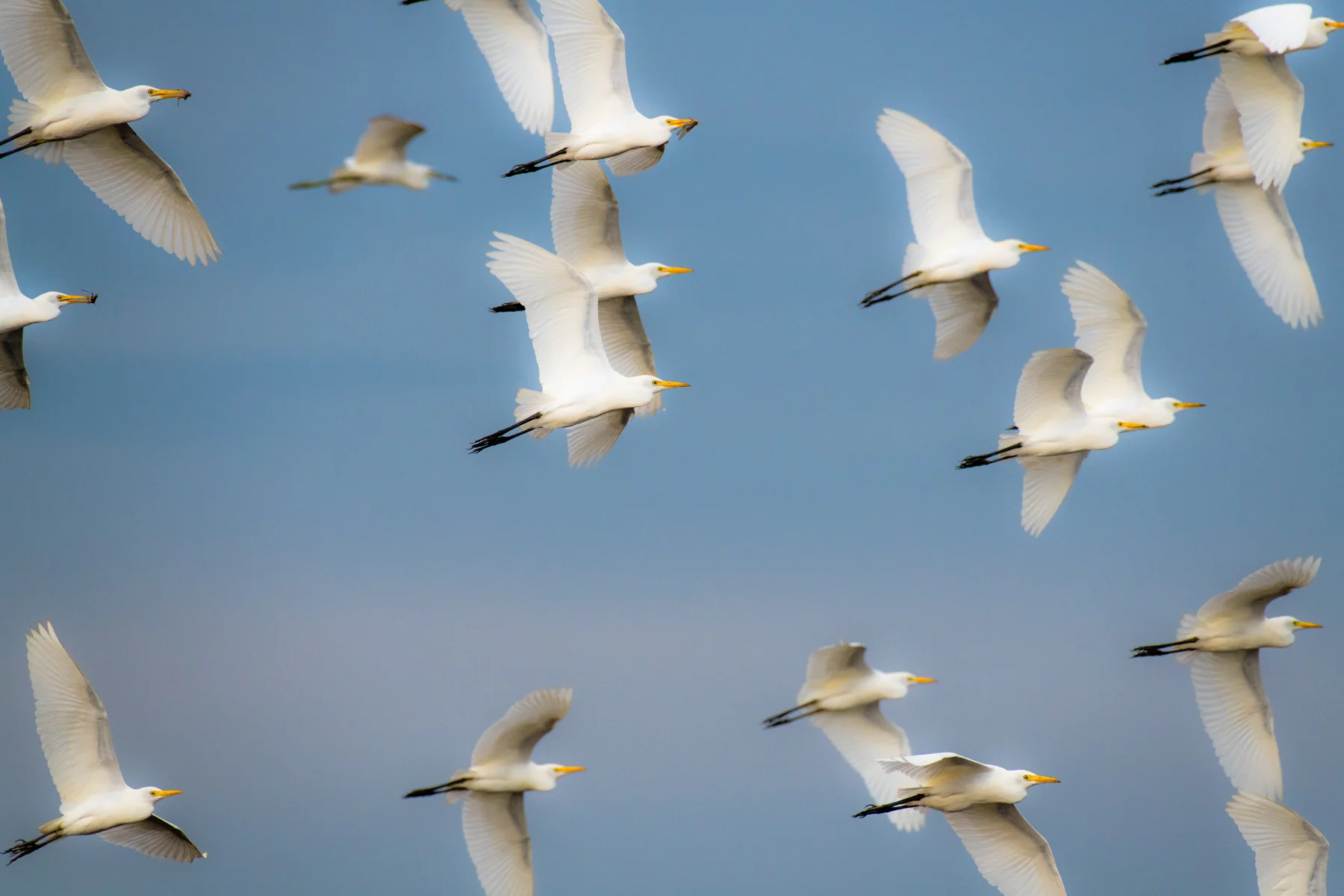 Egrets in the Sky