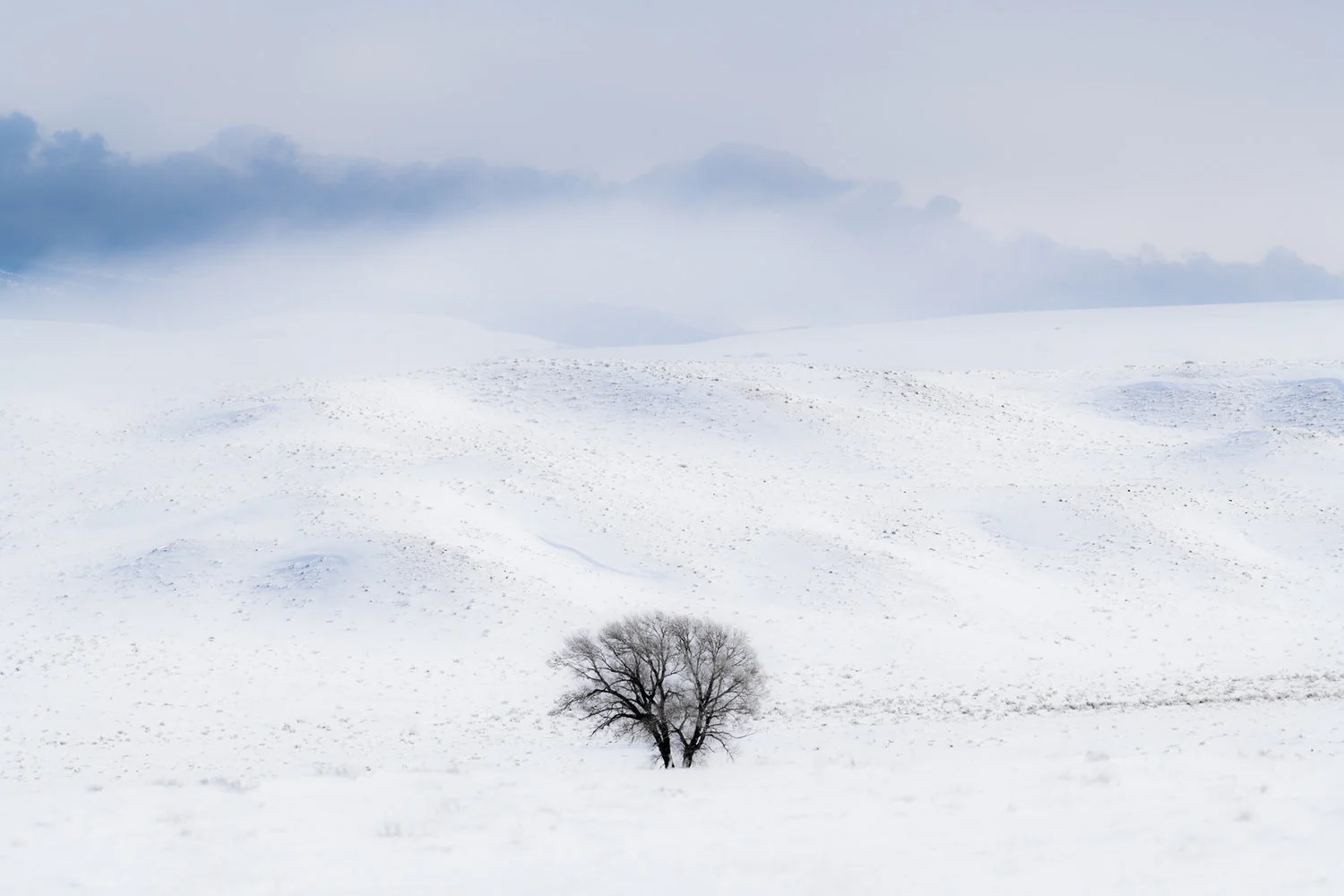 tree_0219.jpg