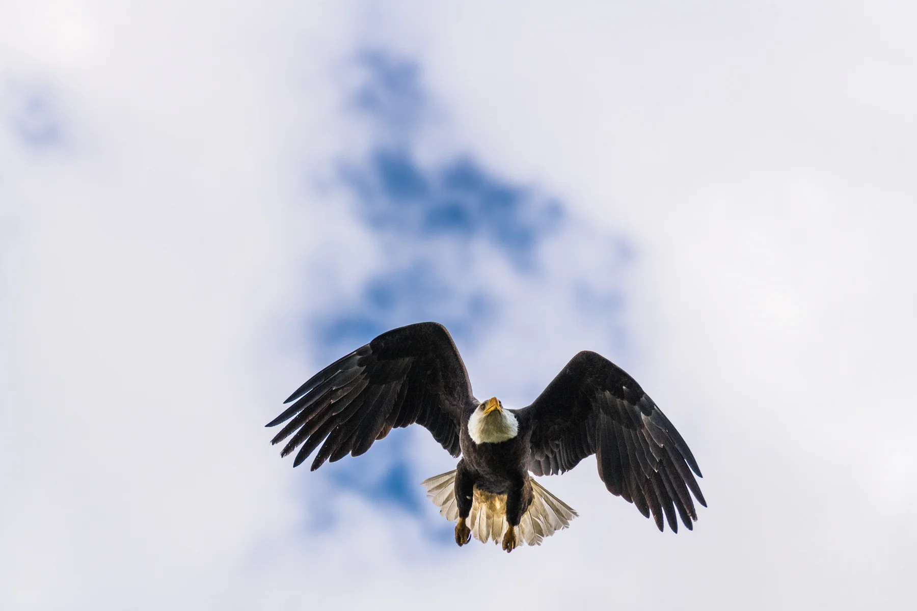 Eagle In The Sky