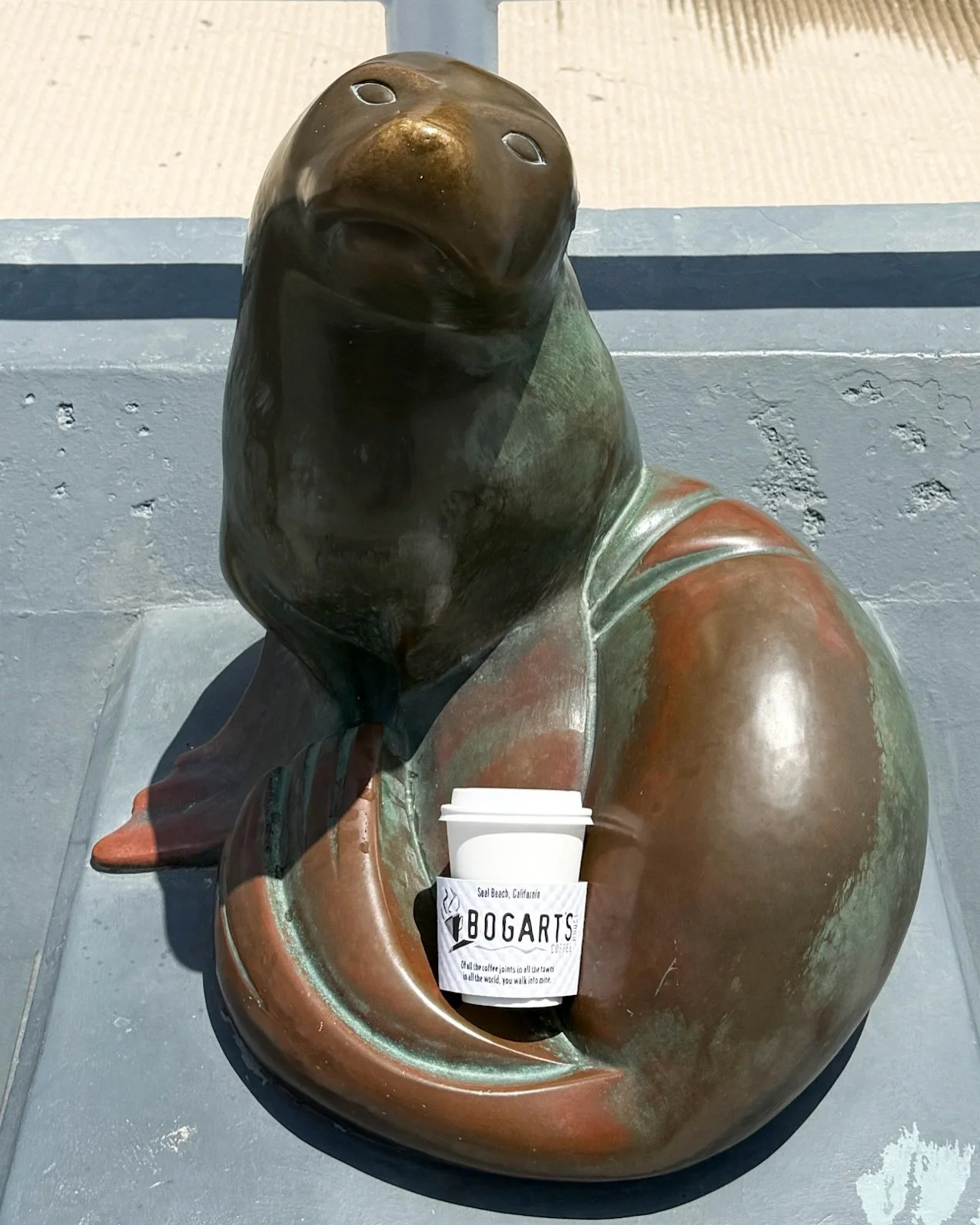 Even the seals know where to find the best coffee in Seal Beach 🤭☕🦭
