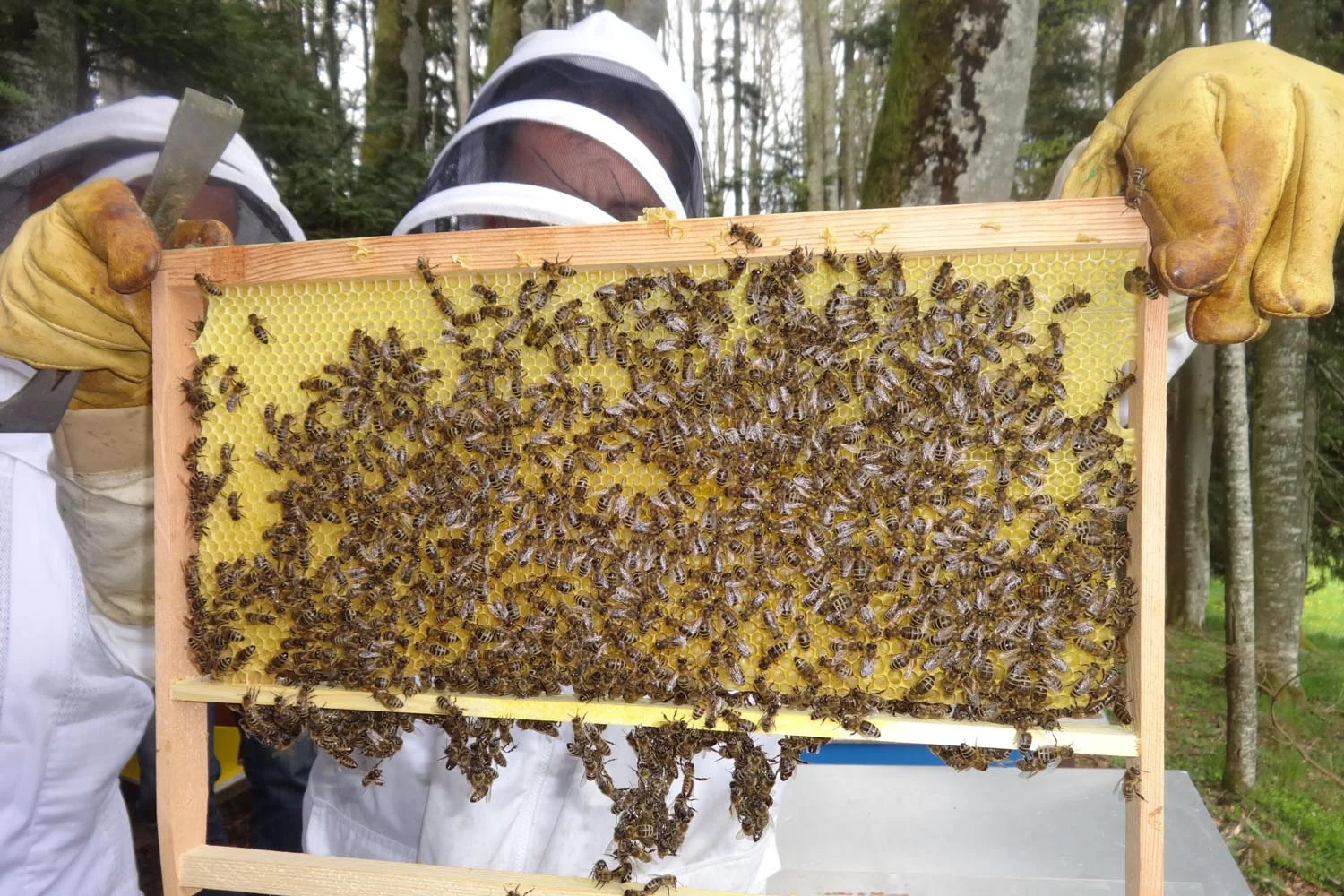 Calendrier Apicole 2023 Formation En Apiculture — Federation Vaudoise Des Societes D'apiculture