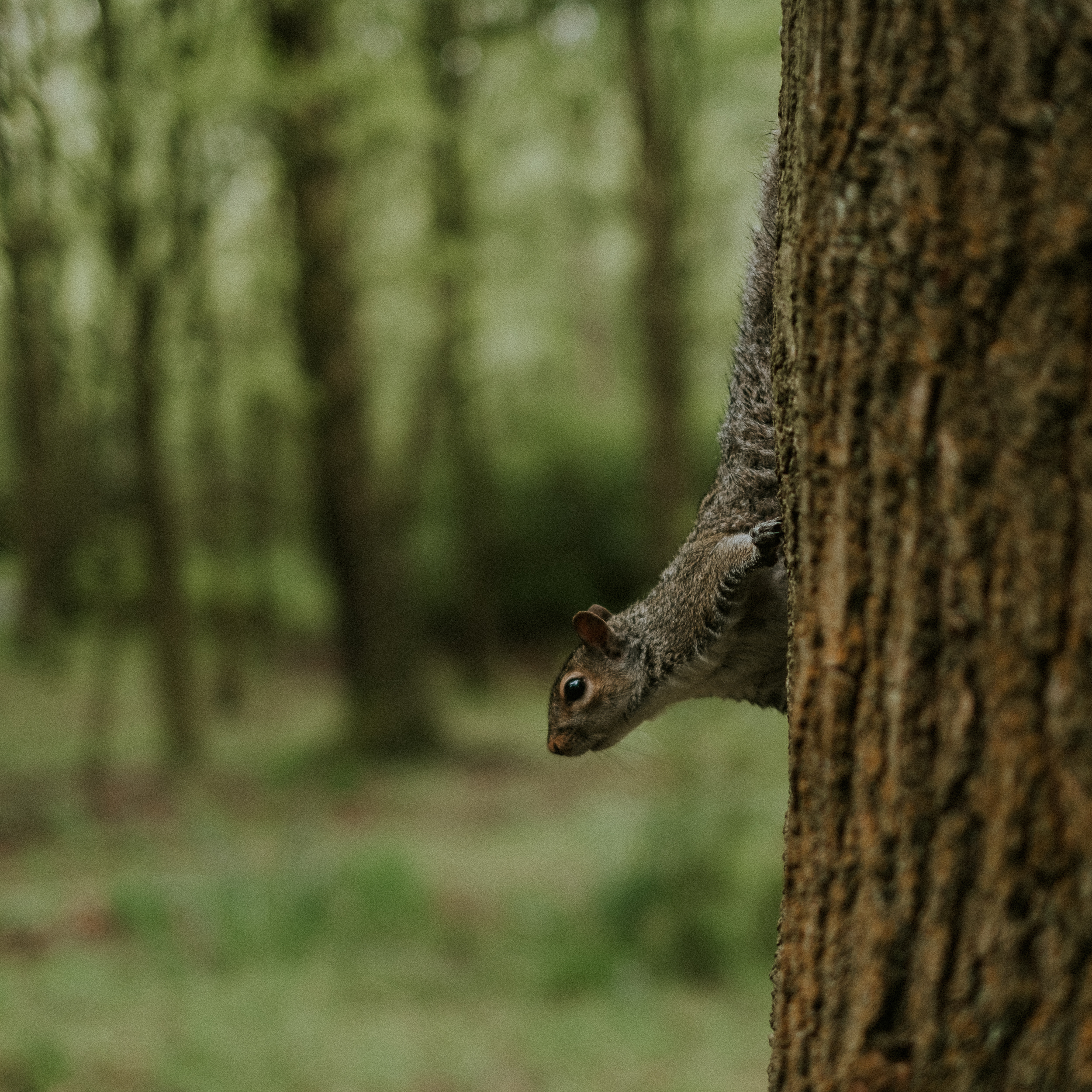 foxandowl.uk_0070.jpg