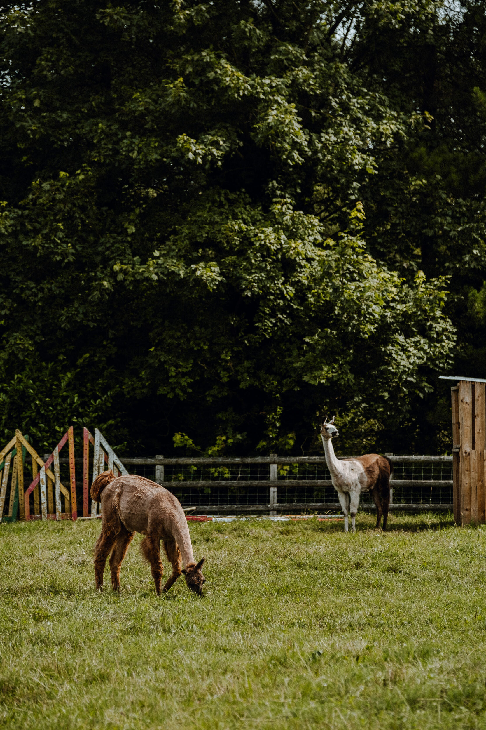 foxandowl.uk_20190803_0146.jpg