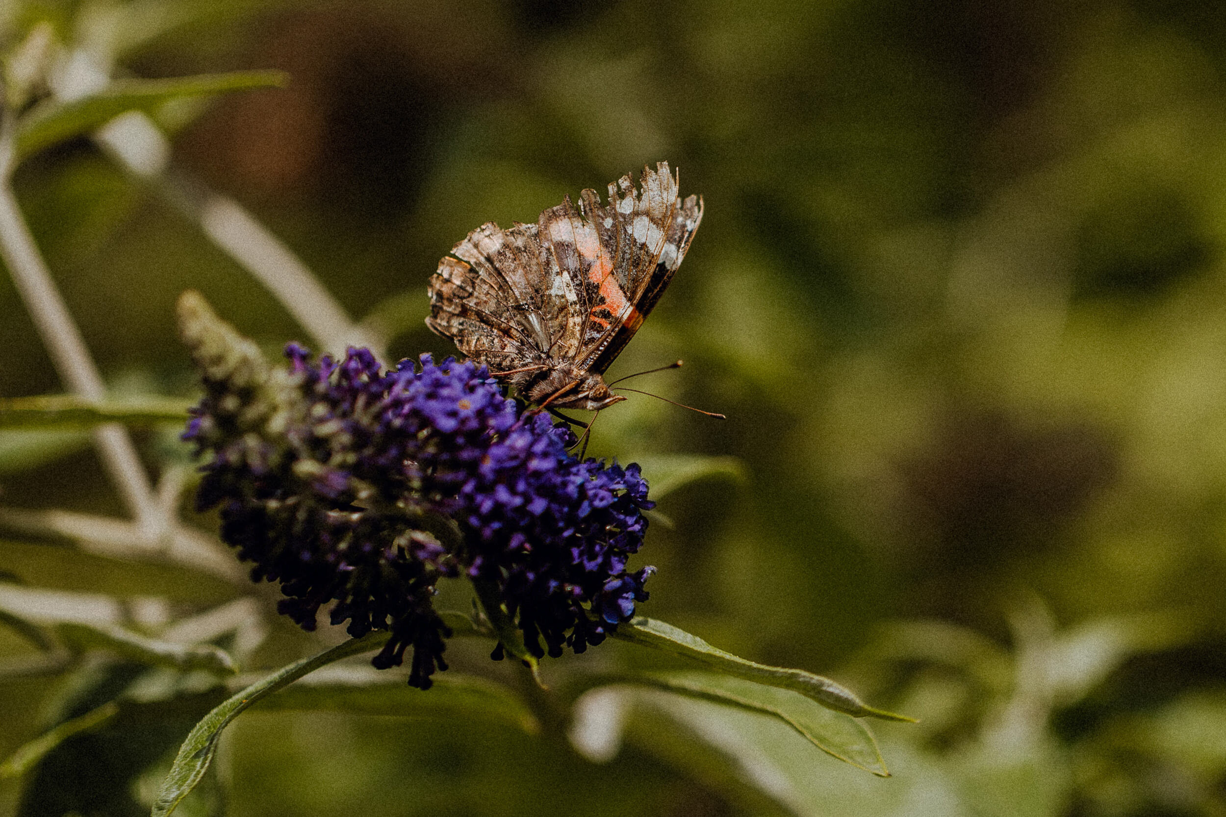 foxandowl.uk_20190803_0508.jpg