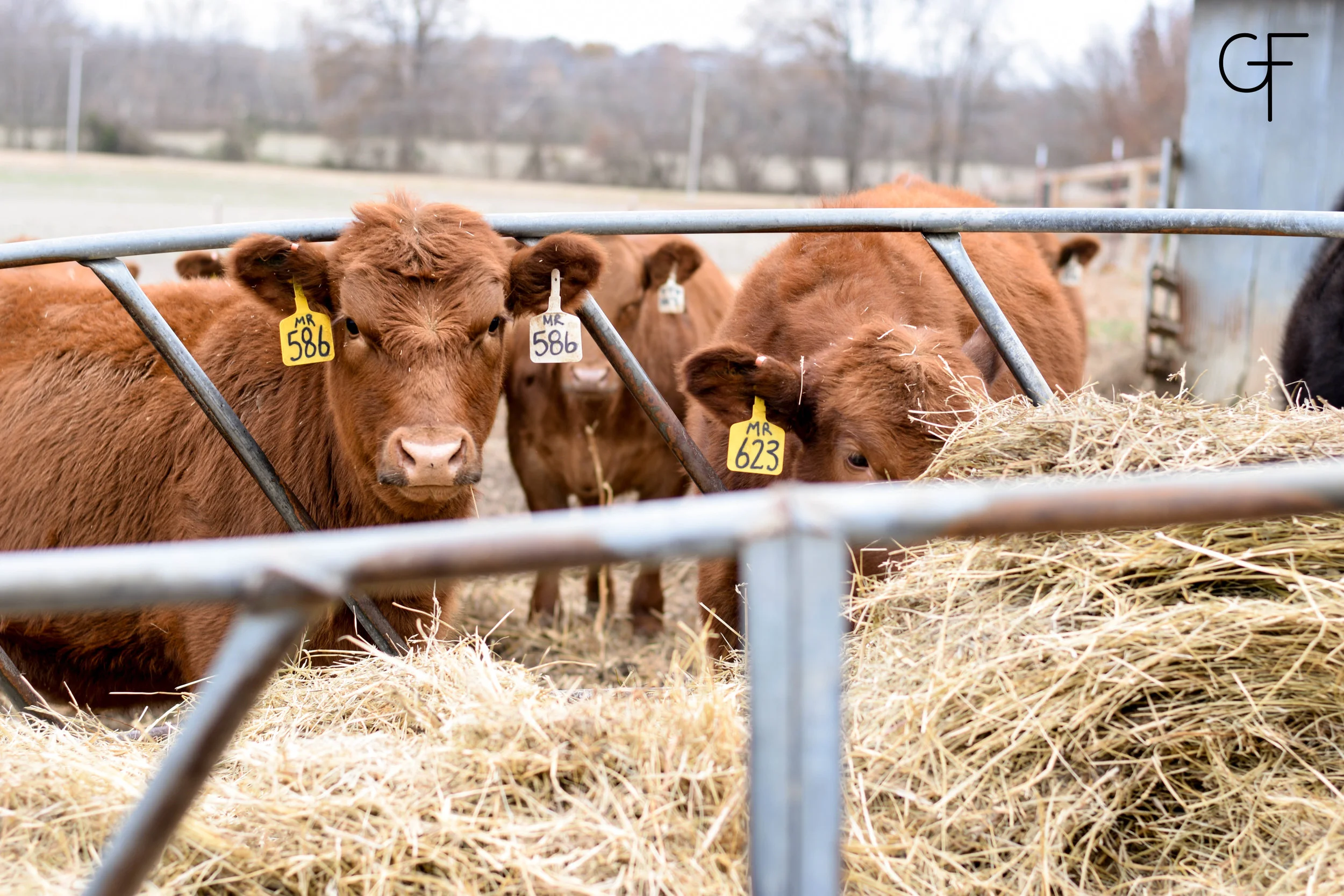 586 and 623 were two of the most gentle calves we bought.  Every time I took my camera to the field, they were always the two in front.  These heifers were also two of the best growers, so it's no surprise I caught them here at the hay rin…