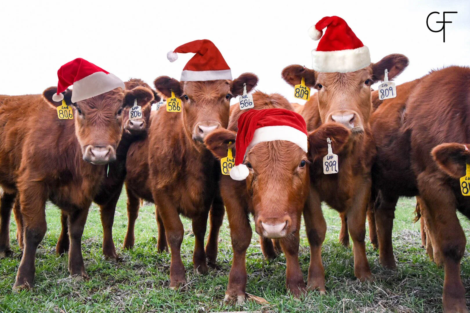 The heifers insisted on wearing their hats for their Christmas photo! 
