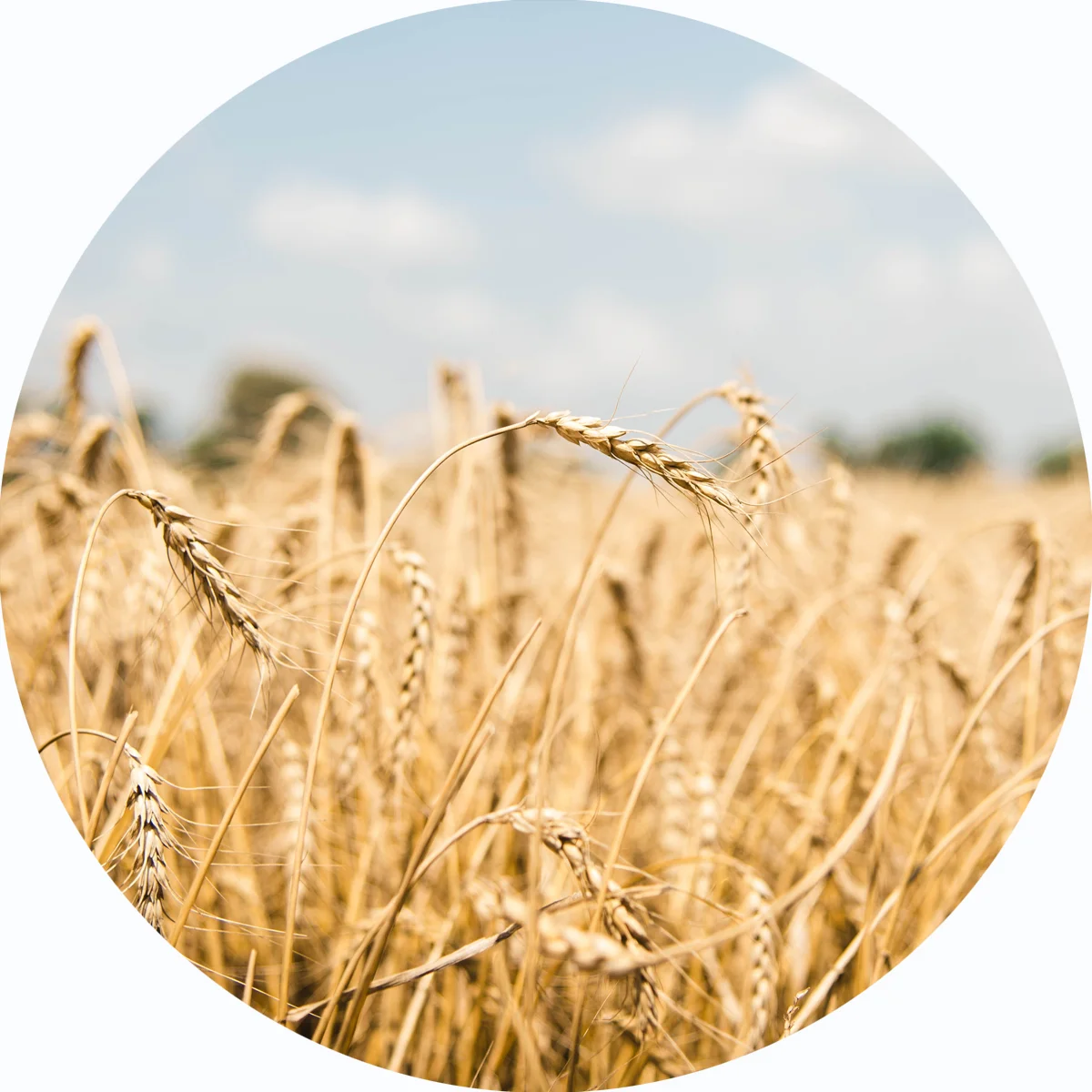 WheatCircle.jpg