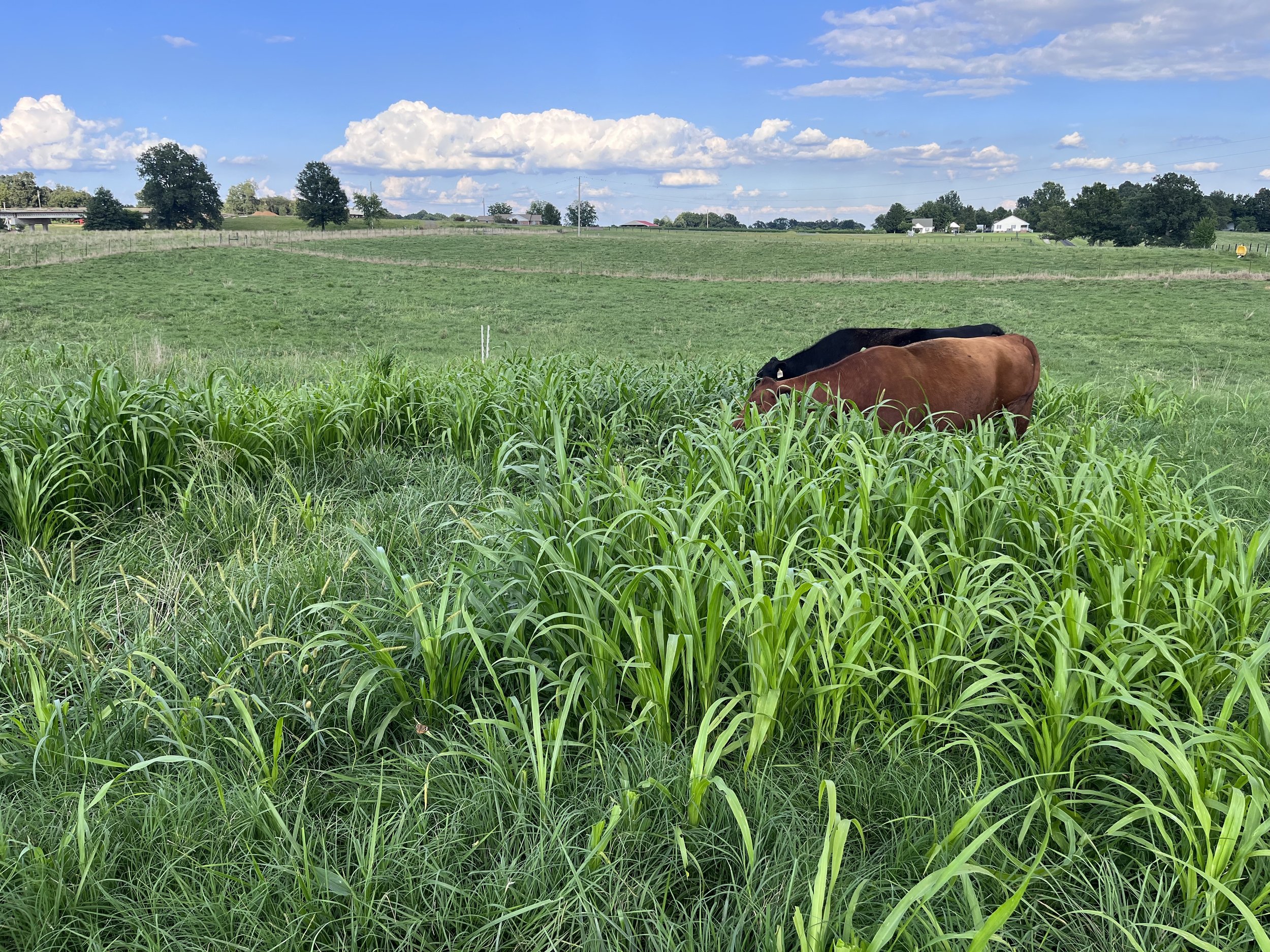 August 18 - Grazing a patch Pearl Millet