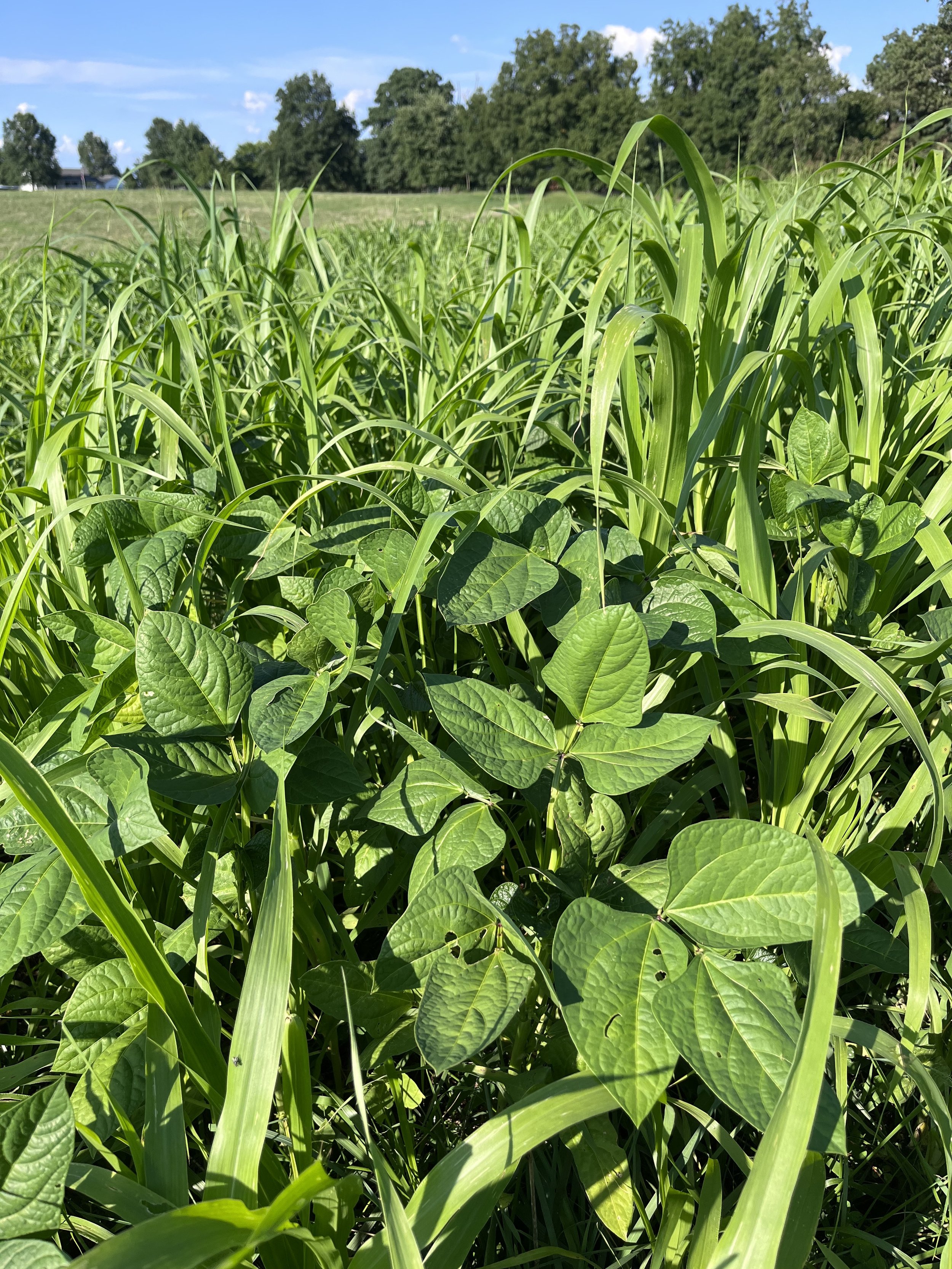 August 18 - Pearl Millet and Cow Peas growing together