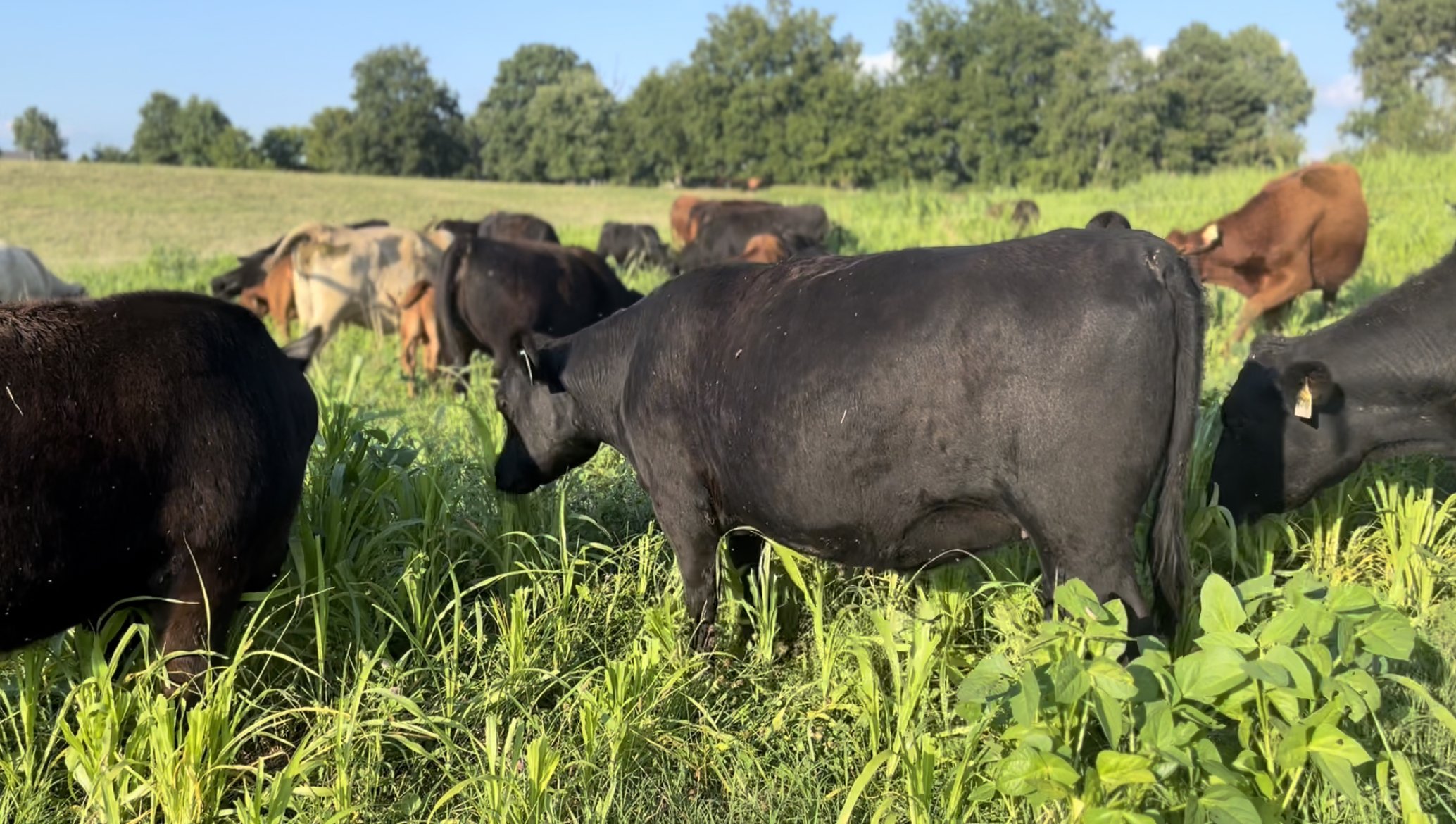 August 23 - Our cows are happy to graze the summer annuals!