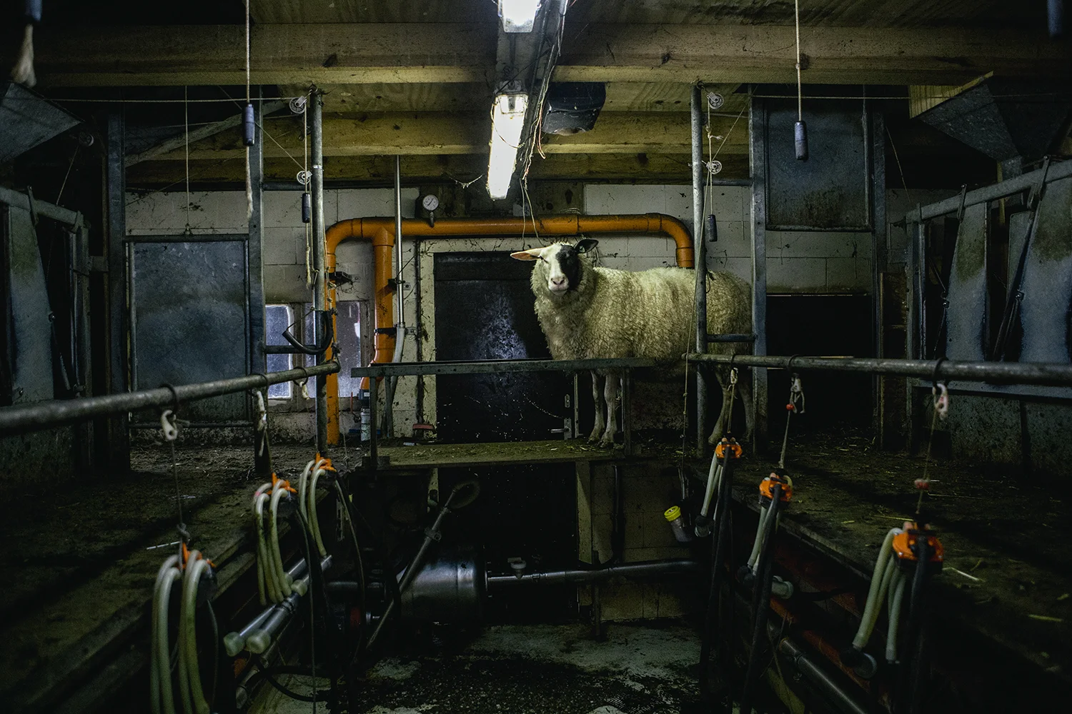 Hollandse Kaas Auteur: Betty Koster Uitgever: Terra Nederlands september 2018 Hardcover 240 pagina's ”Kaasexpert Betty Koster reisde het hele land door voor haar selectie van de ruim 40 meest bijzondere kazen. Van een Camembert uit Friesland en kaas uit de Beemster tot verse kaas van de Wadden, en uitleg over het grote verschil van rijping van verschillende kazen. Dit is Kosters verhaal over haar passie voor schapen-, geiten- en koeienkaas. Fotograaf Desiré van den Berg legde deze bijzondere kaasreis vast: de verschillende seizoenen, het melken om vijf uur 's ochtends, de ontmoetingen met de boeren en het productieproces.”