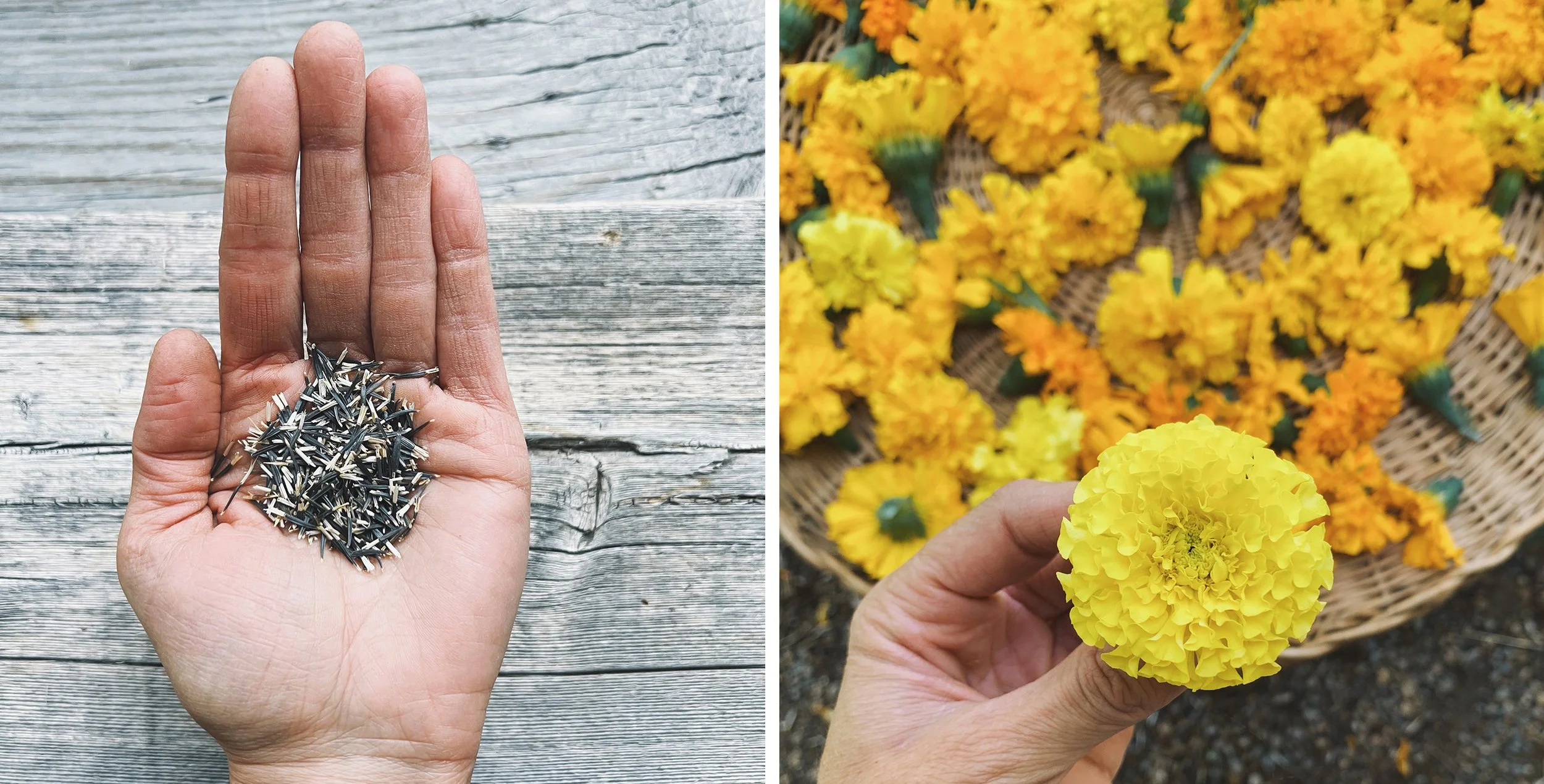 Natural Dye Cultivation Series: Marigolds — Farm & Folk