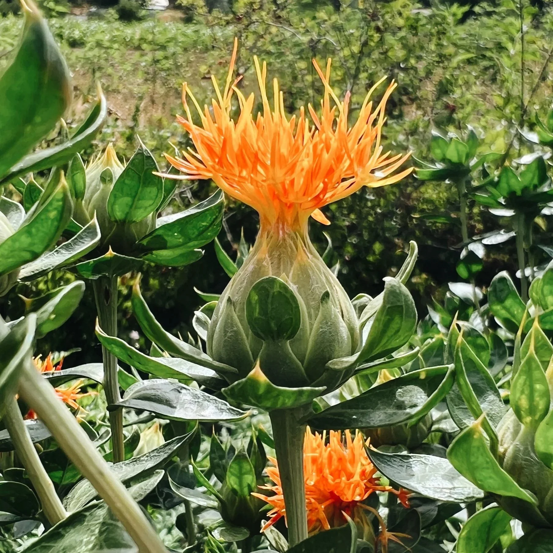 safflower.jpg