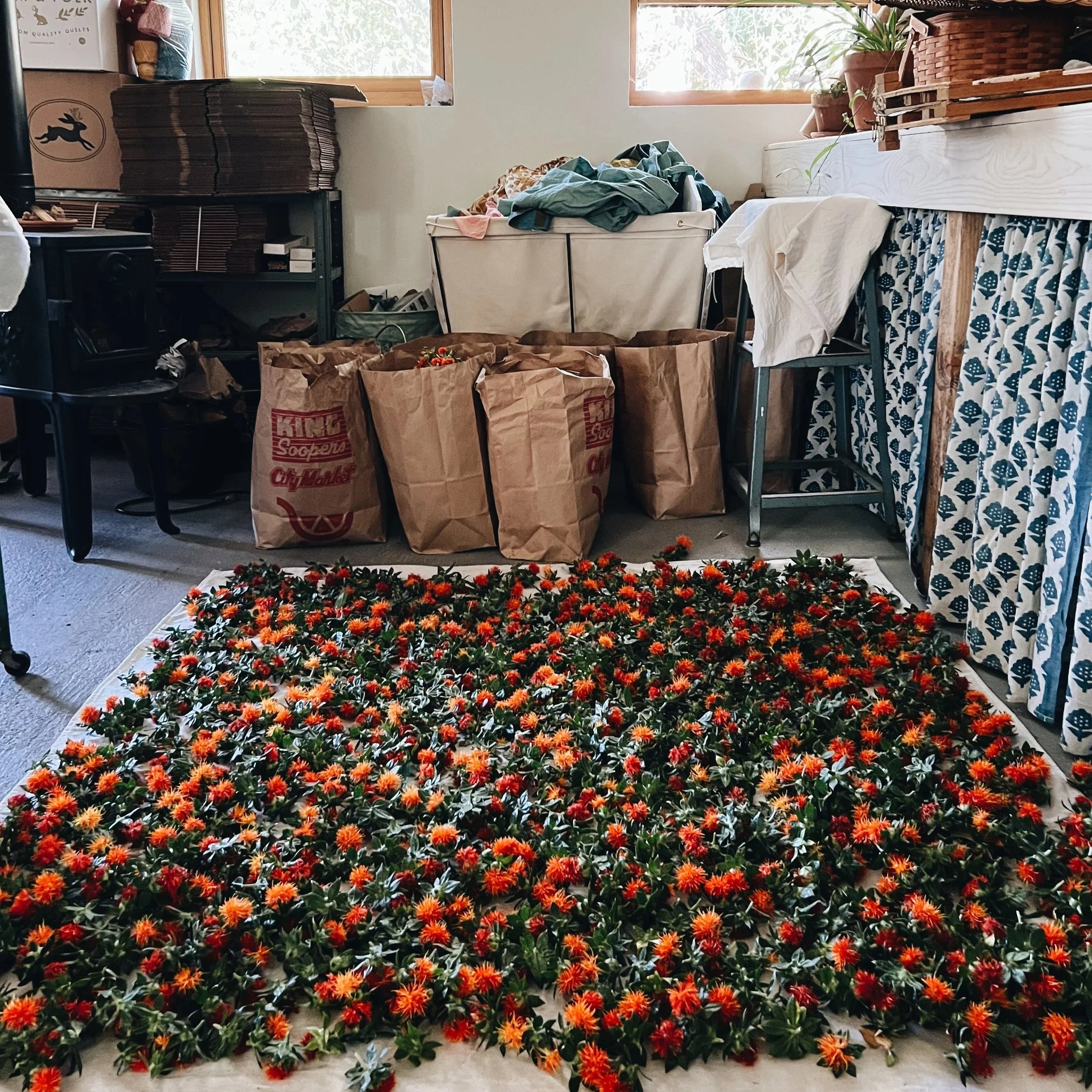 safflower-drying.jpg