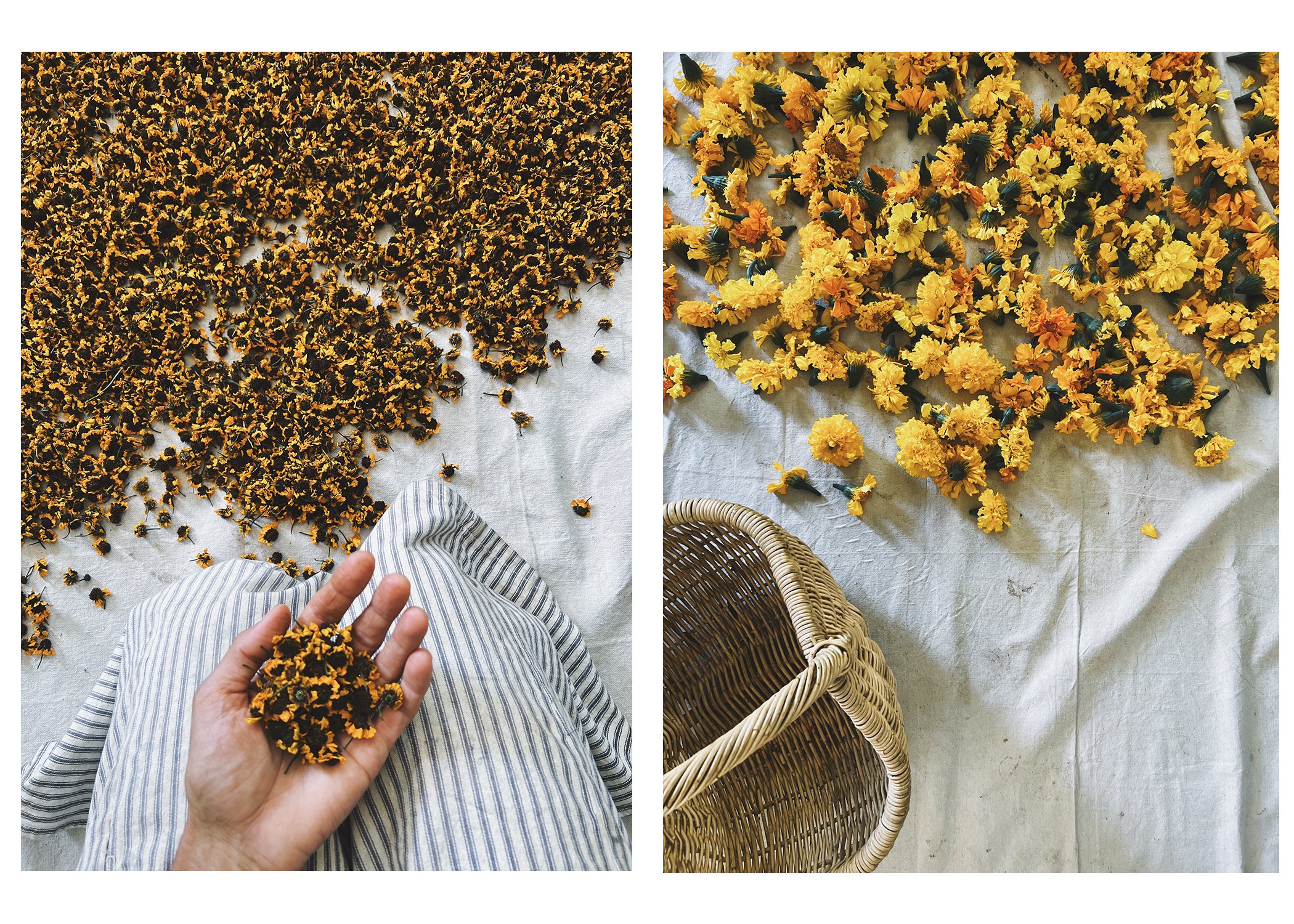 Farm & Folk Dye Flower Recipes — Farm & Folk