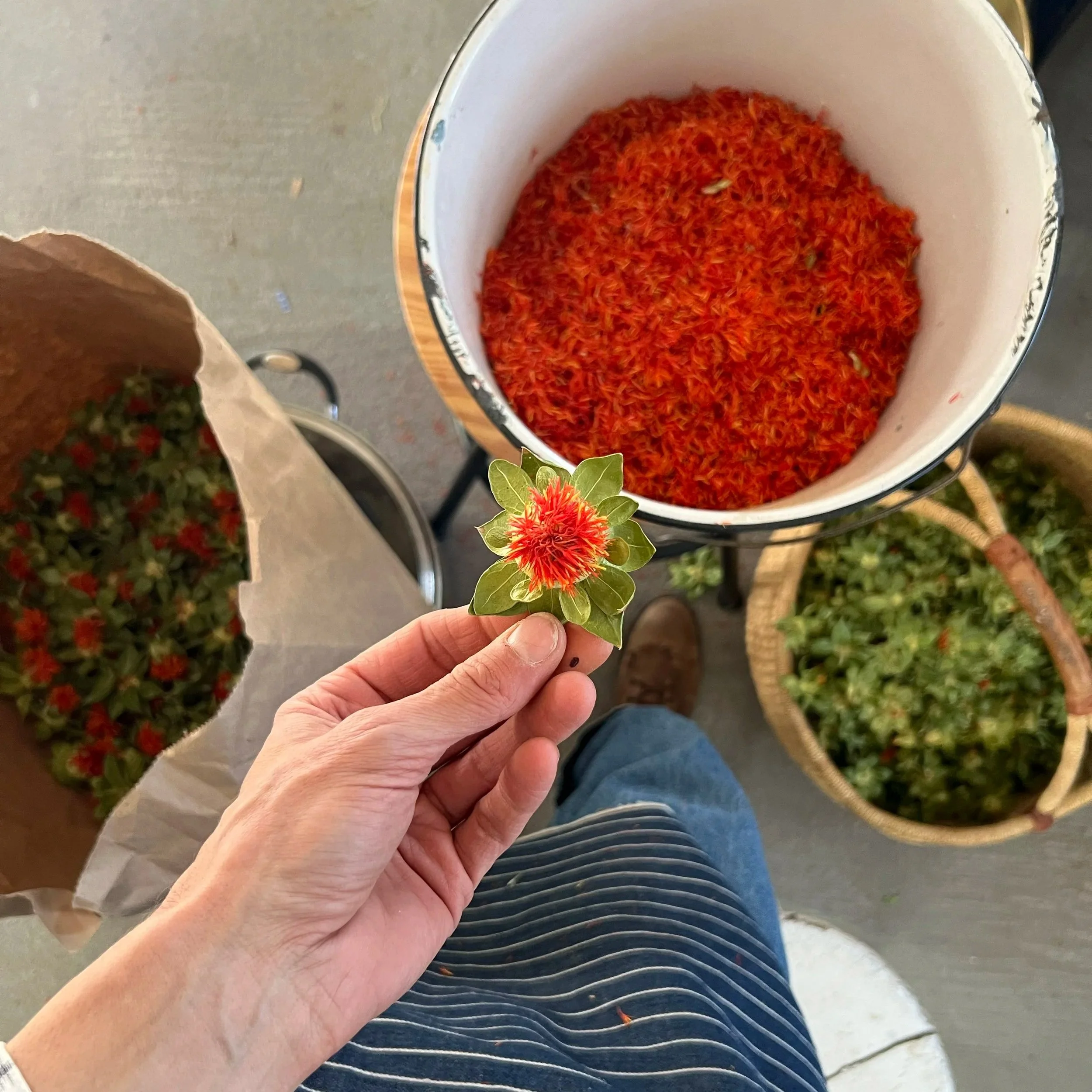 safflower-petals.jpg