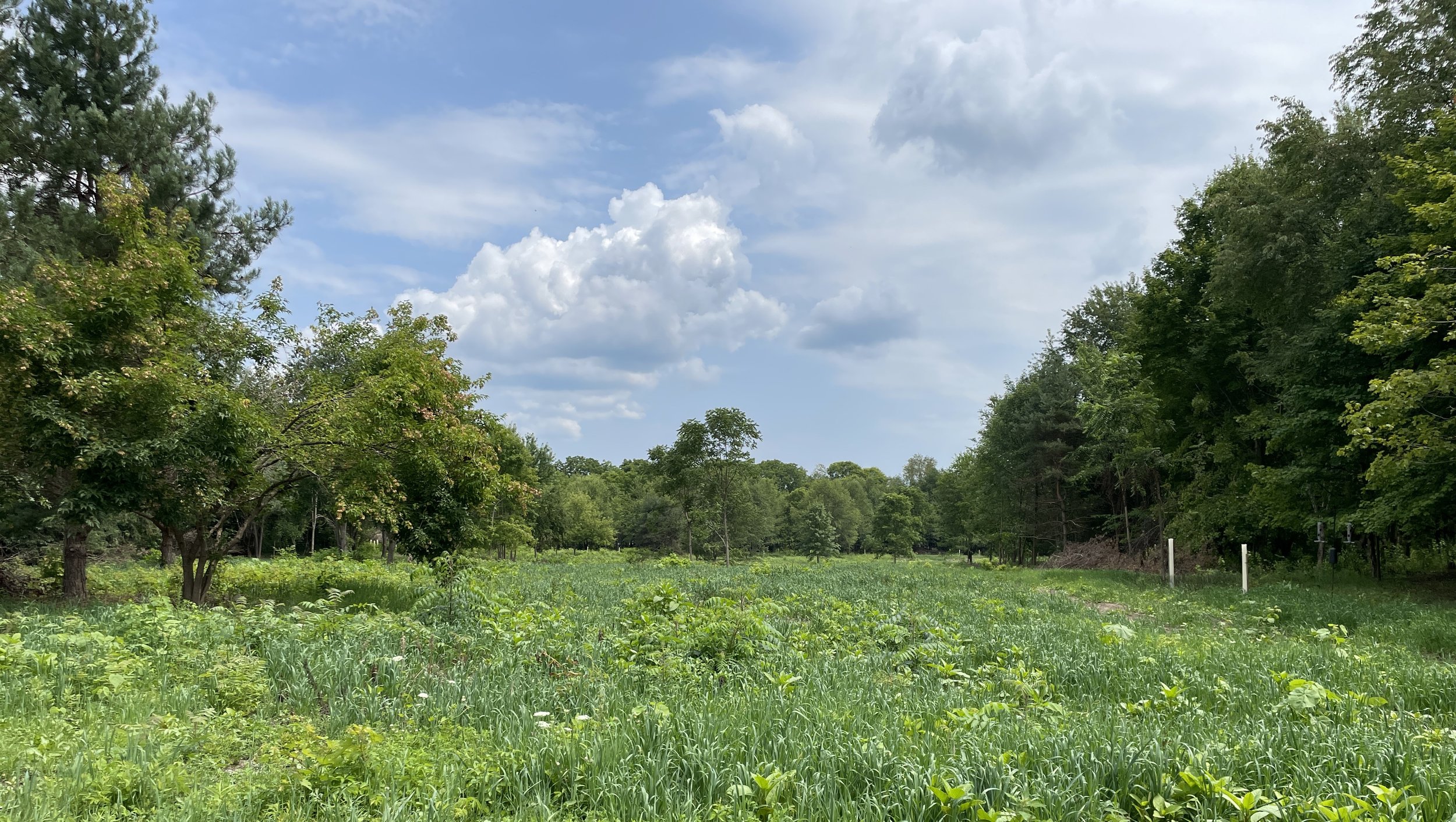 green prairie cropped.JPG