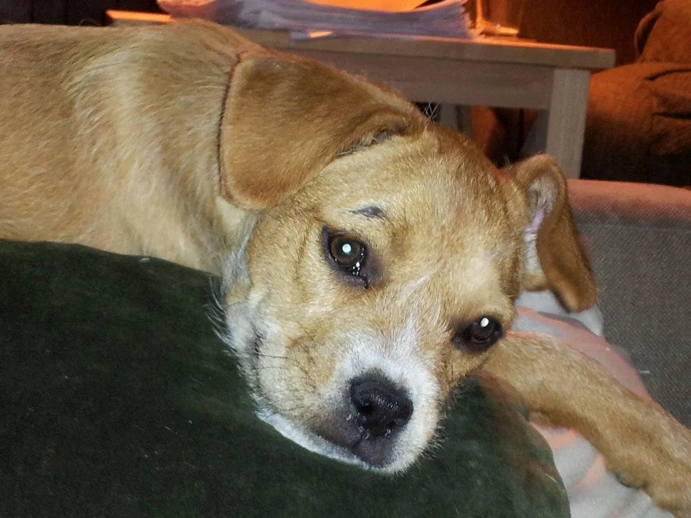 overnight pet house sitting — Felix + Fido Pet Sitting Austin, TX