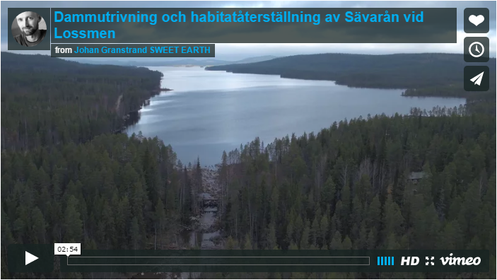 Sävarån äntligen fri från kust till källsjö 