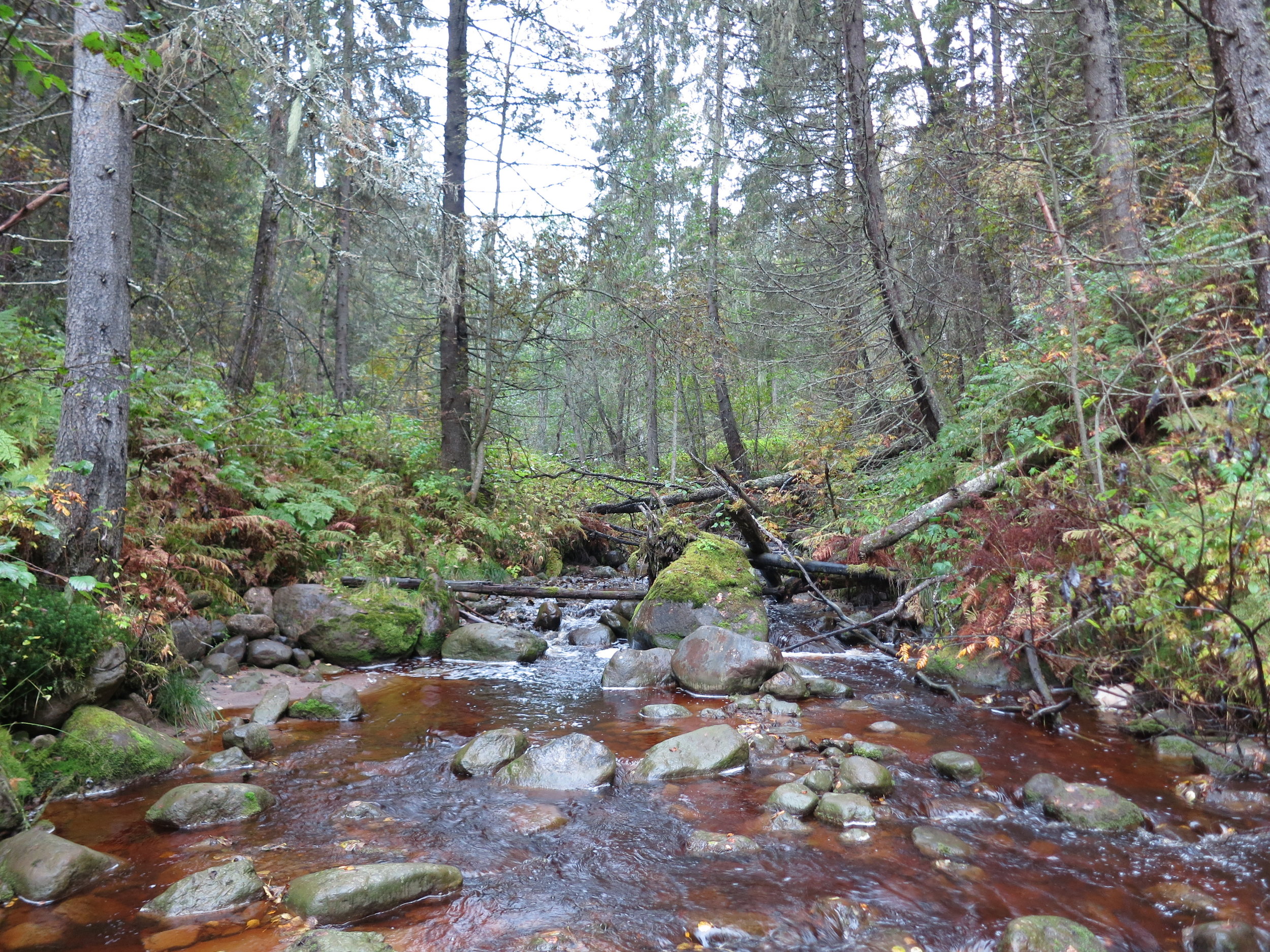 Fiskeåtgärder gynnar näringslivet 