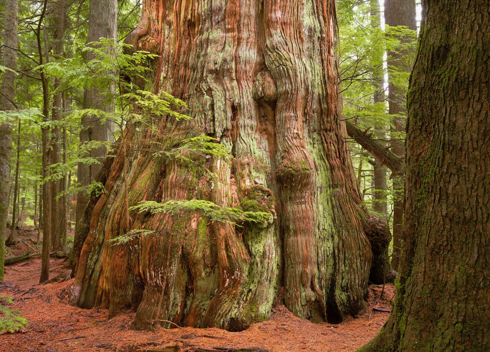 Guide to Vancouver and Lower Mainland BC's Ancient Forests, Giant Trees,  and Old Growth Hikes. — Lucas Cometto | Wilderness Landscape Photography