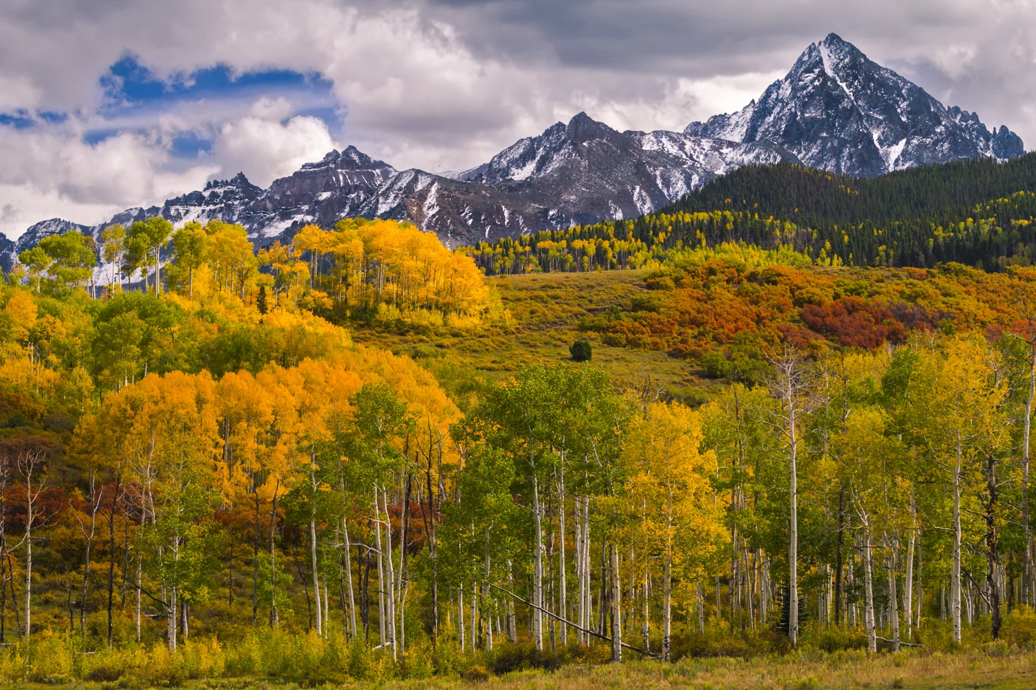 Aspen Forest, Uncompahgre National Forest, Colorado Buy Prints