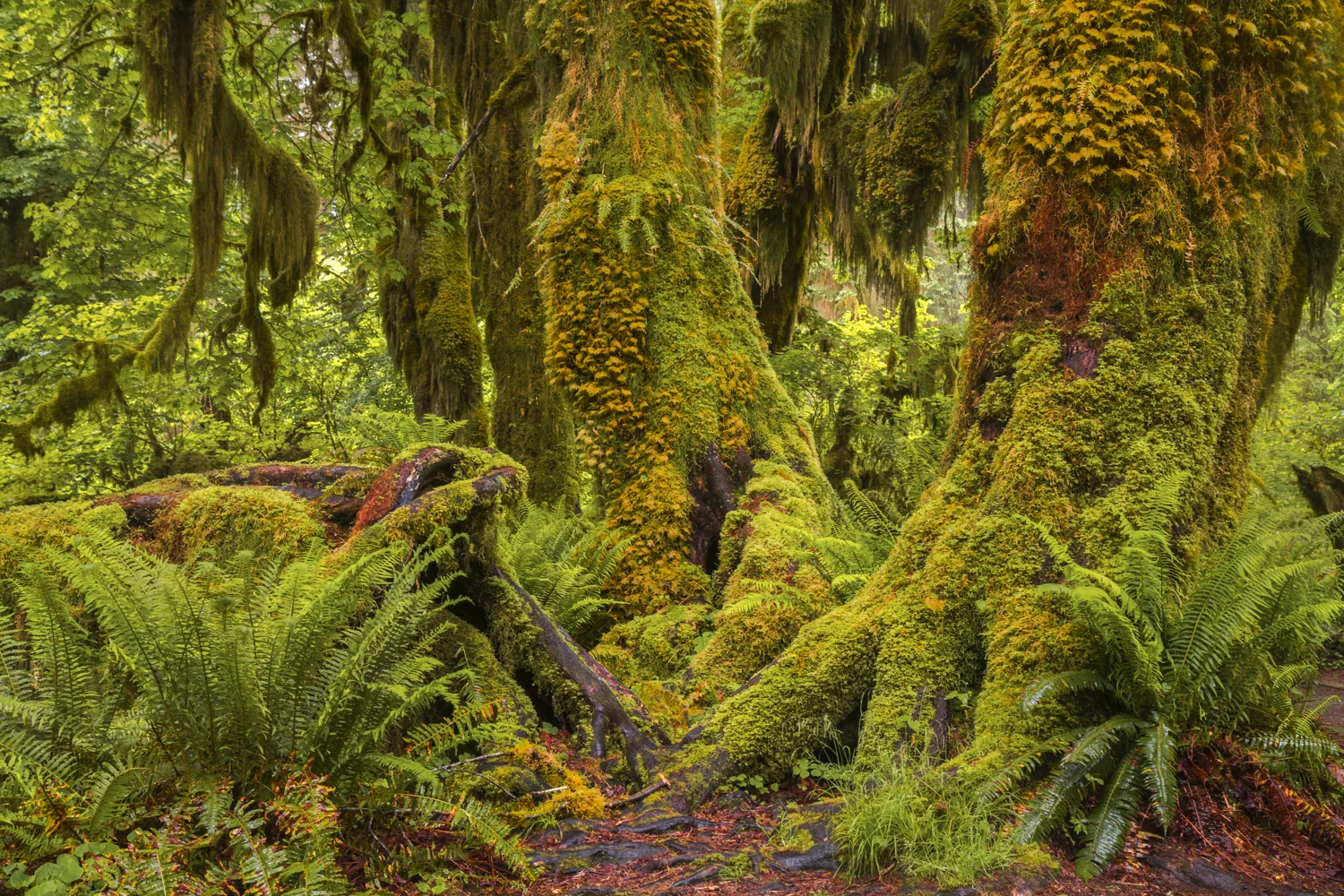 Hall of Mosses in Hoh Rainforest, Olympic National Park, Washington Buy Prints