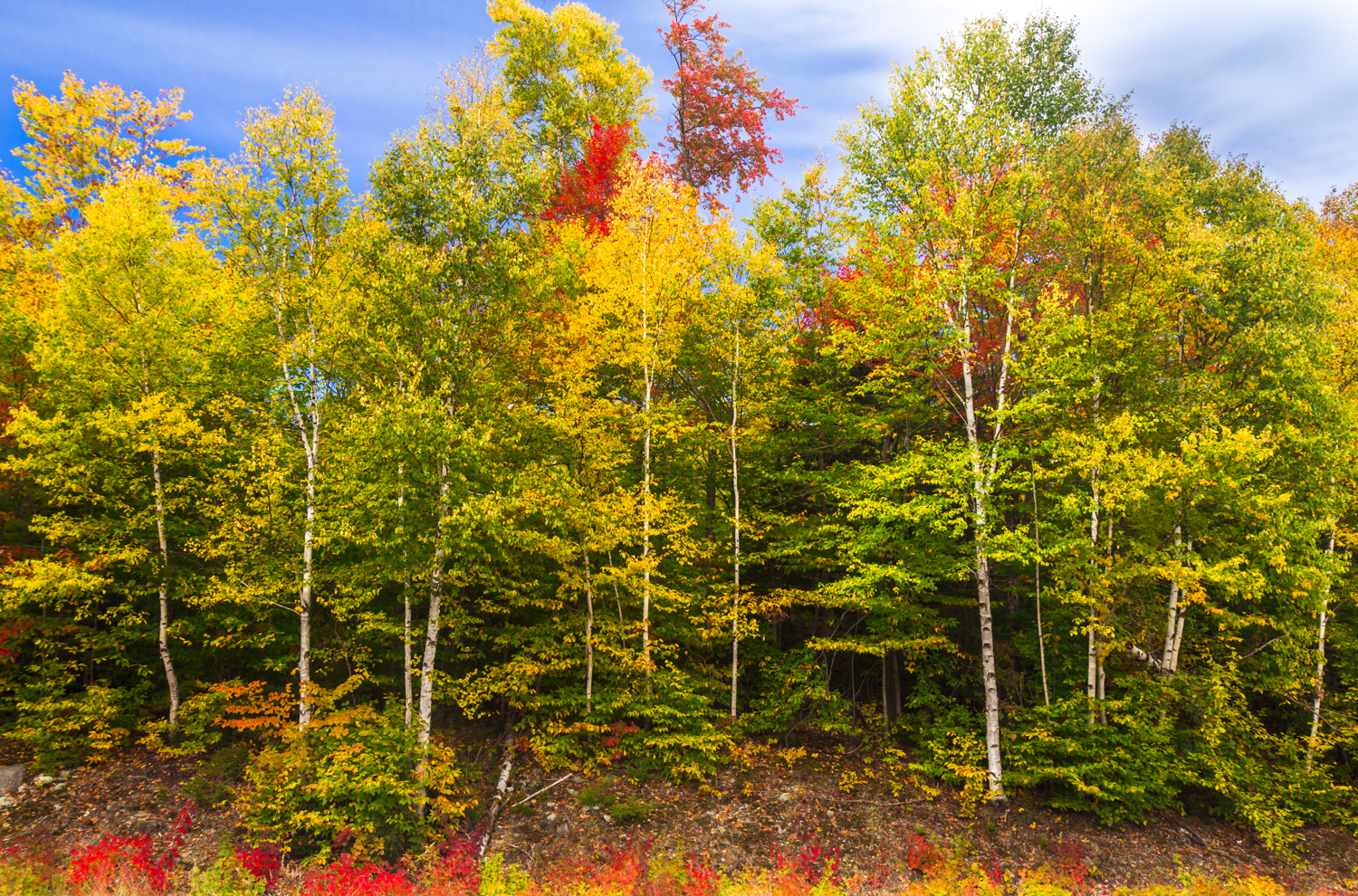 Deciduous Forest in White Mountain National Forest, New Hampshire Buy Prints