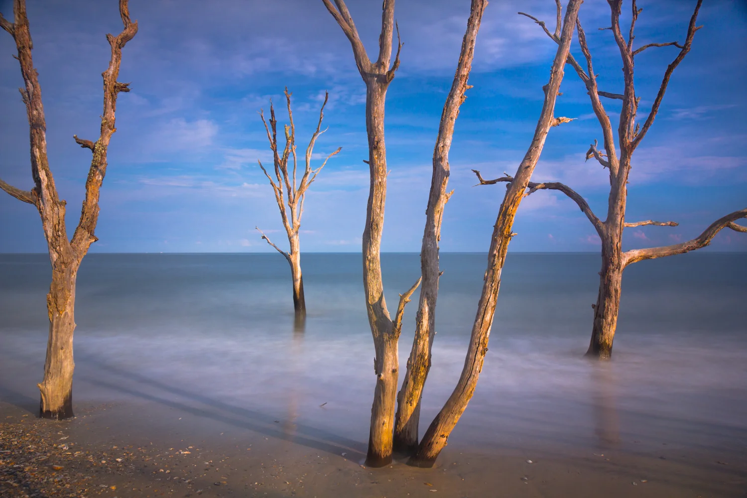 Botany Beach, Edisto Island, South Carolina Buy Prints