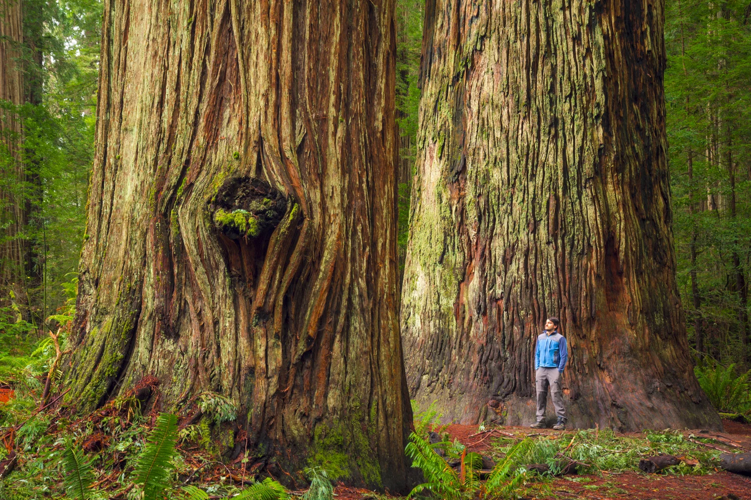 Stout Grove, Jedediah Smith Redwoods State Park, California Buy Prints