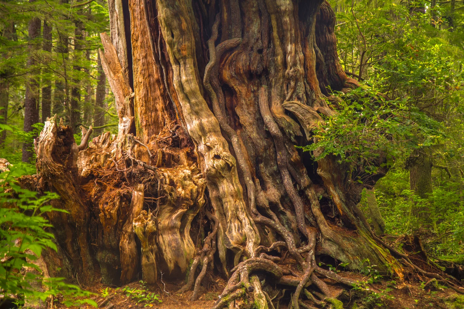 Kalaloch Cedar, Olympic National Park, Washington Buy Prints