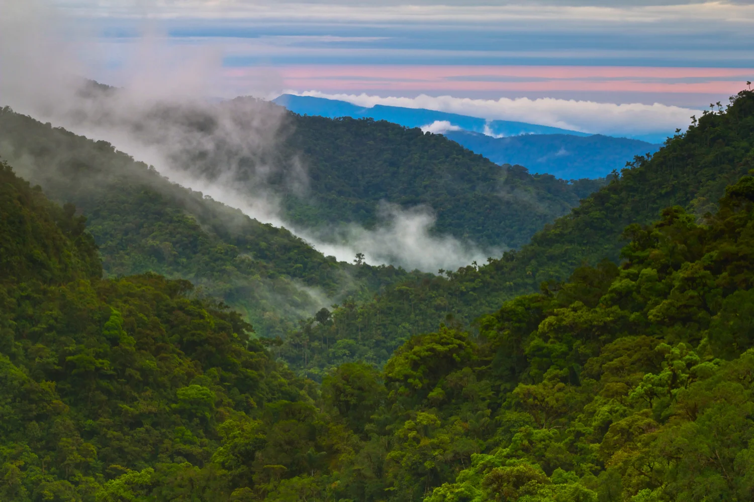 17. The Cloud Forest22.jpg